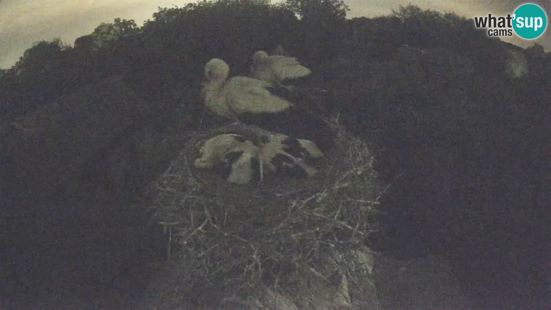 Evropska vas štorklje – Krajinski park Lonjsko polje spletna kamera