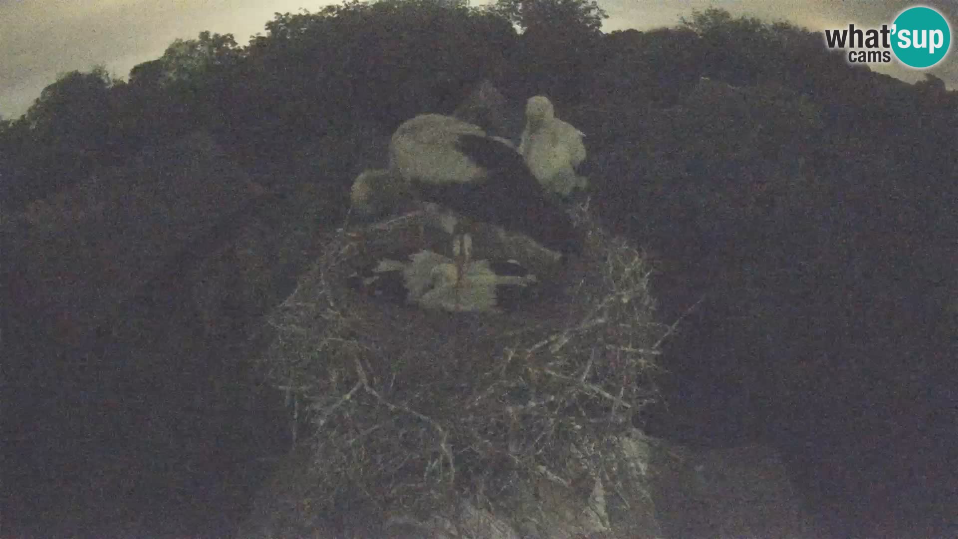 U živo Europsko selo roda – Park prirode Lonjsko polje