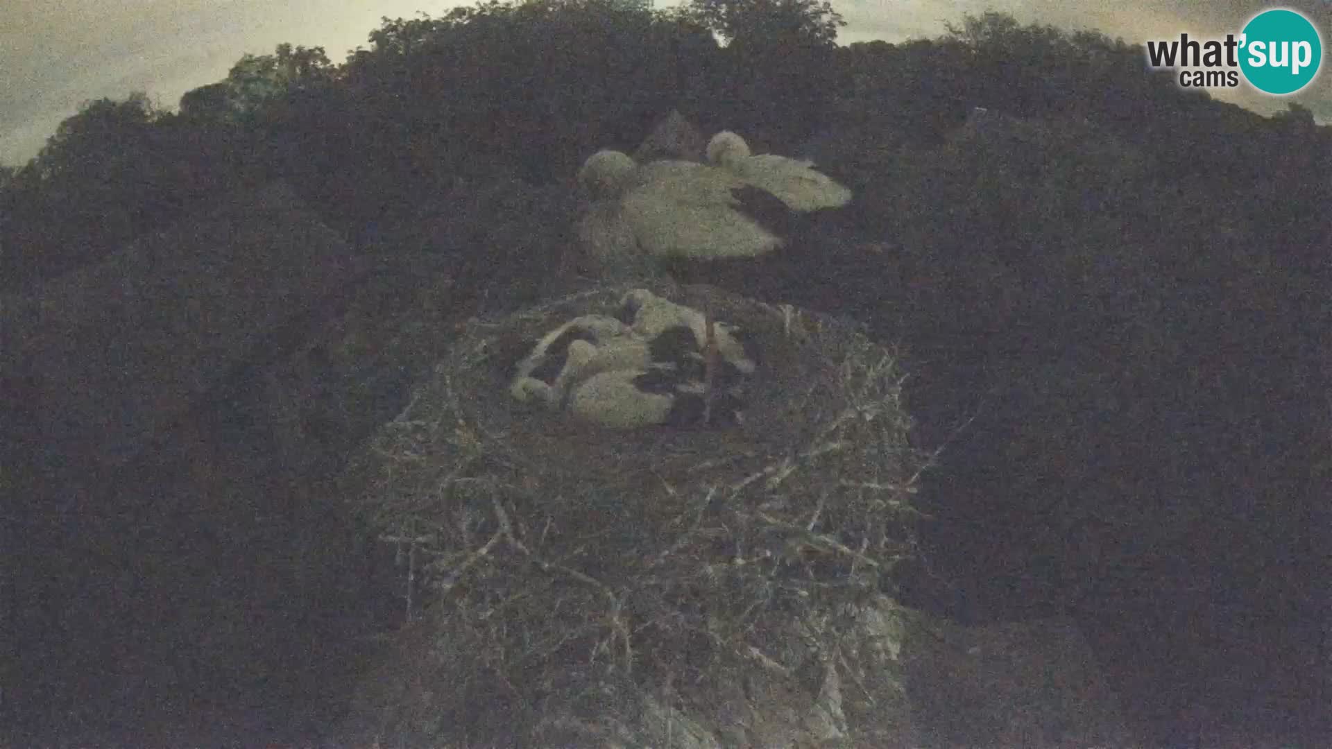 Webcam Europäisches Storchendorf – Naturpark Lonjsko polje