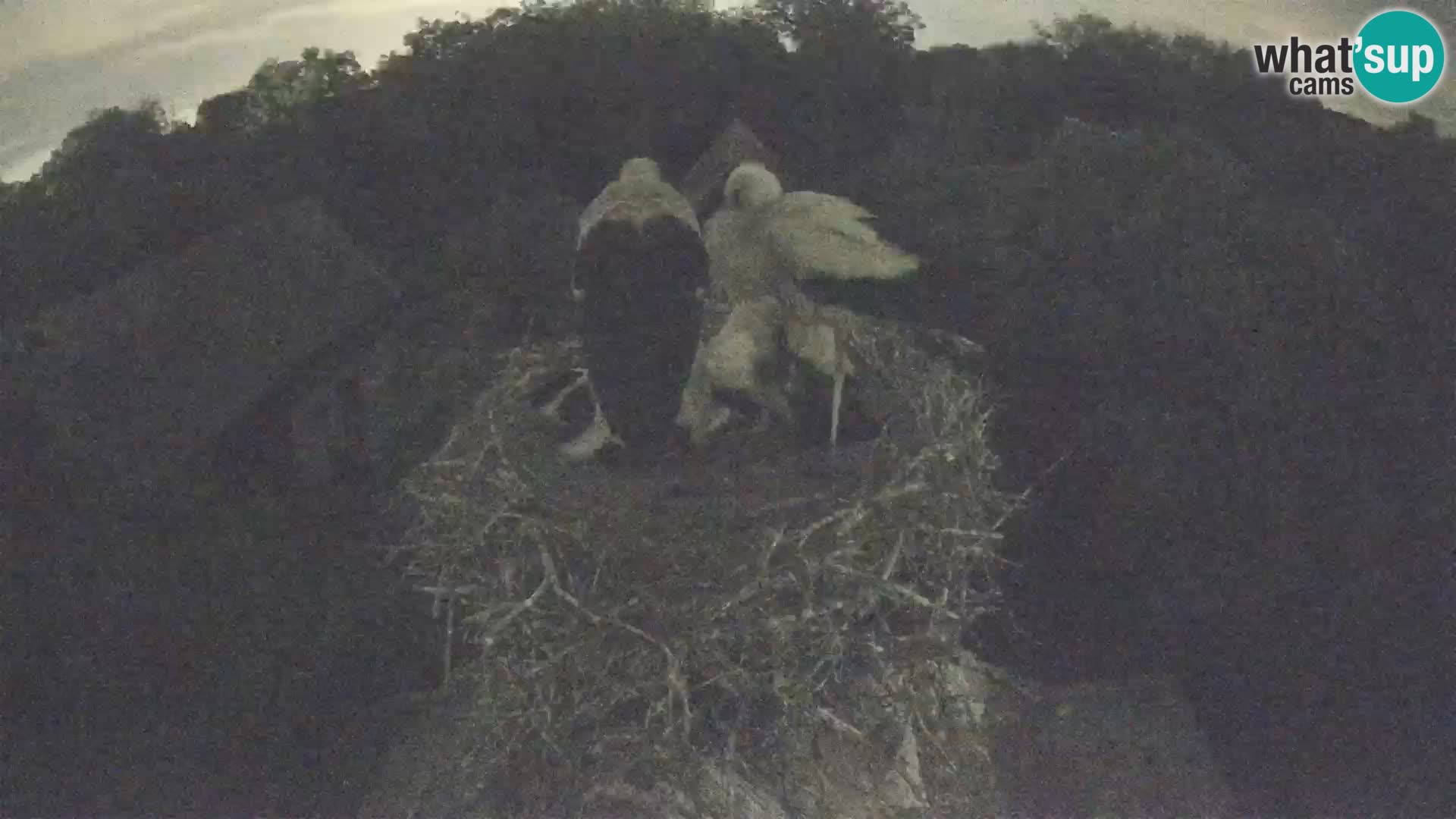 Webcam Europäisches Storchendorf – Naturpark Lonjsko polje