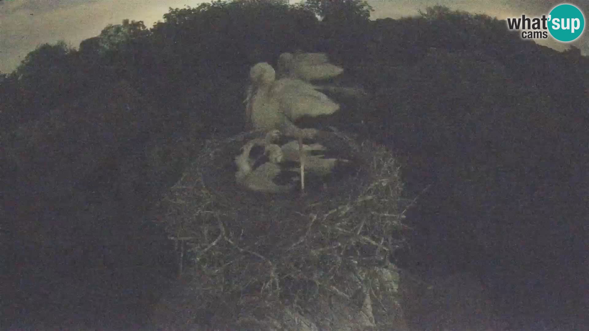 Village européen de cigognes webcam Parc naturel de Lonjsko polje