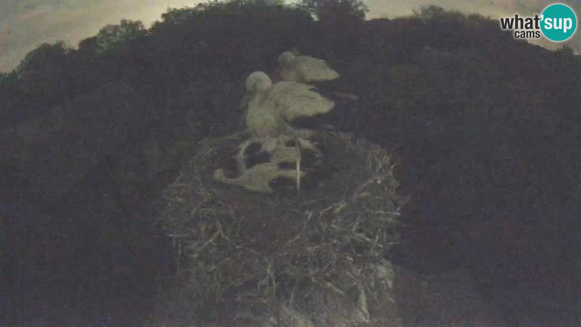 Webcam Europäisches Storchendorf – Naturpark Lonjsko polje