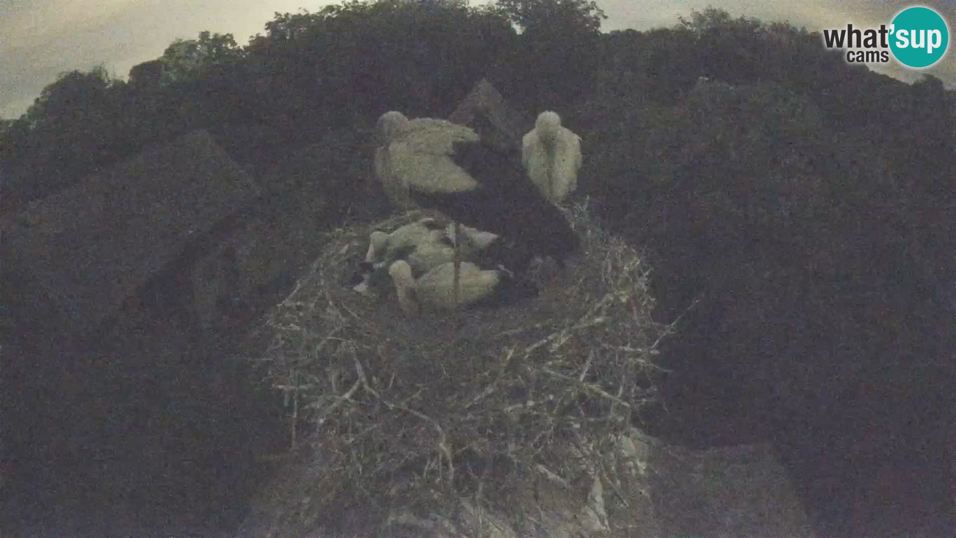 Village européen de cigognes webcam Parc naturel de Lonjsko polje