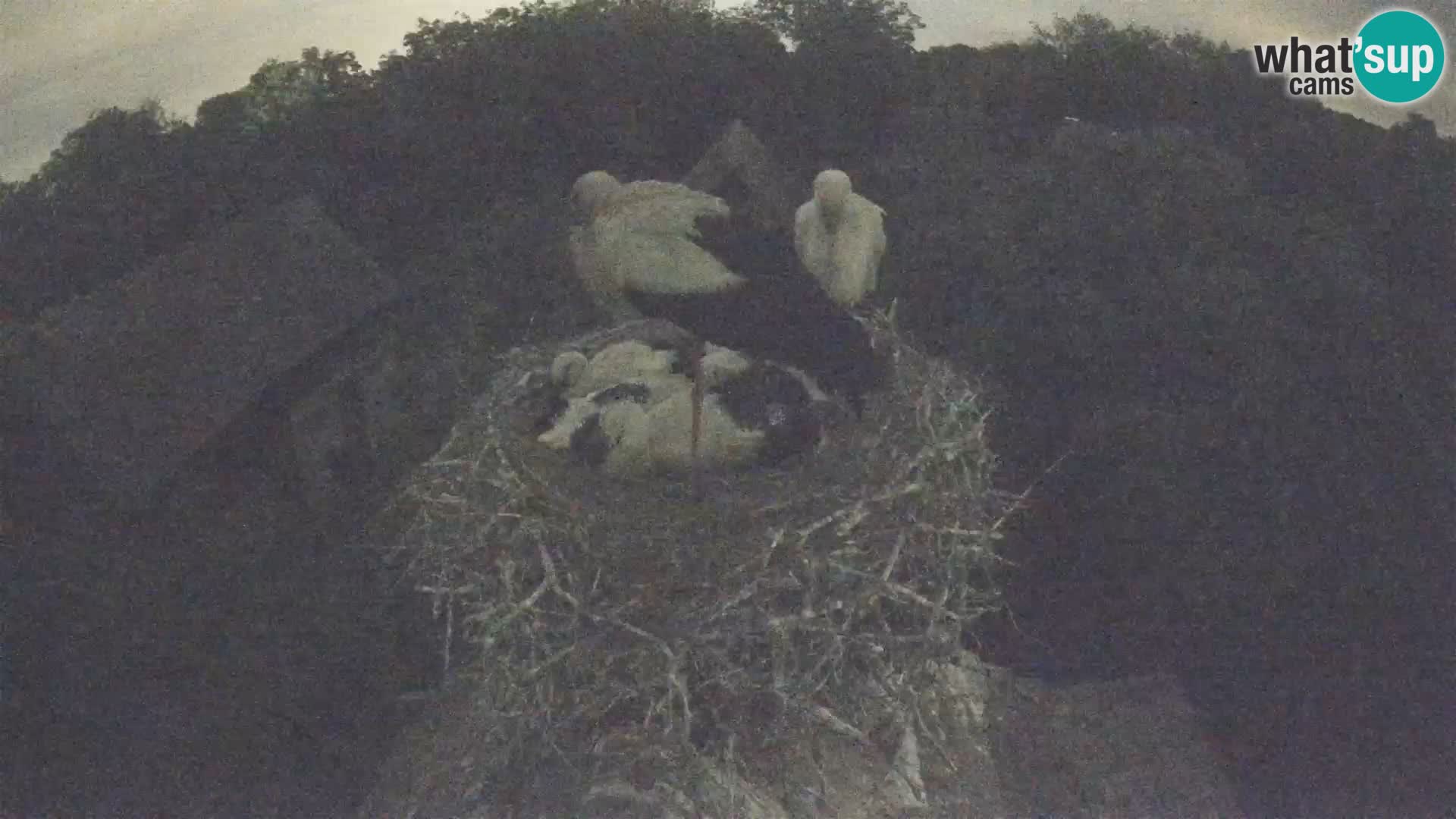 Village européen de cigognes webcam Parc naturel de Lonjsko polje