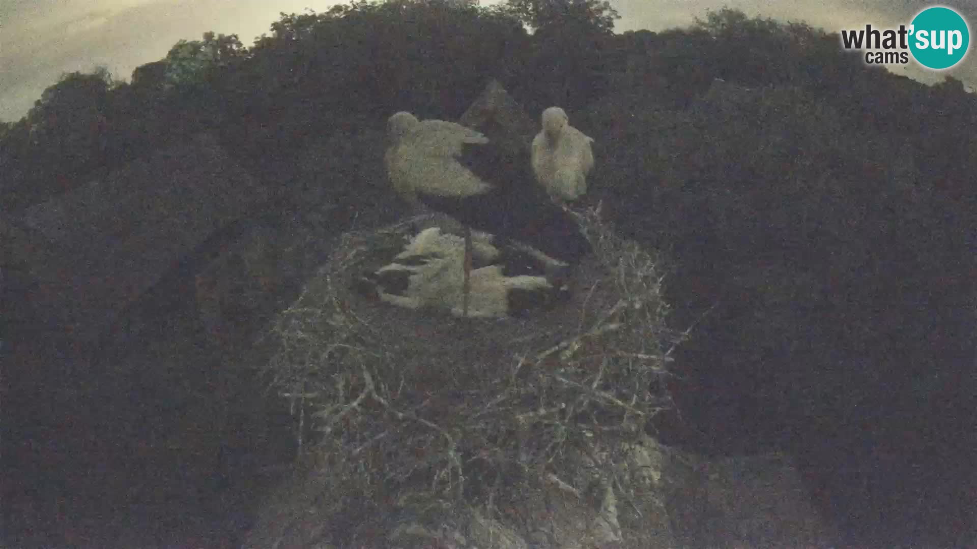Villaggio delle cicogne europee webcam Parco naturale di Lonjsko polje