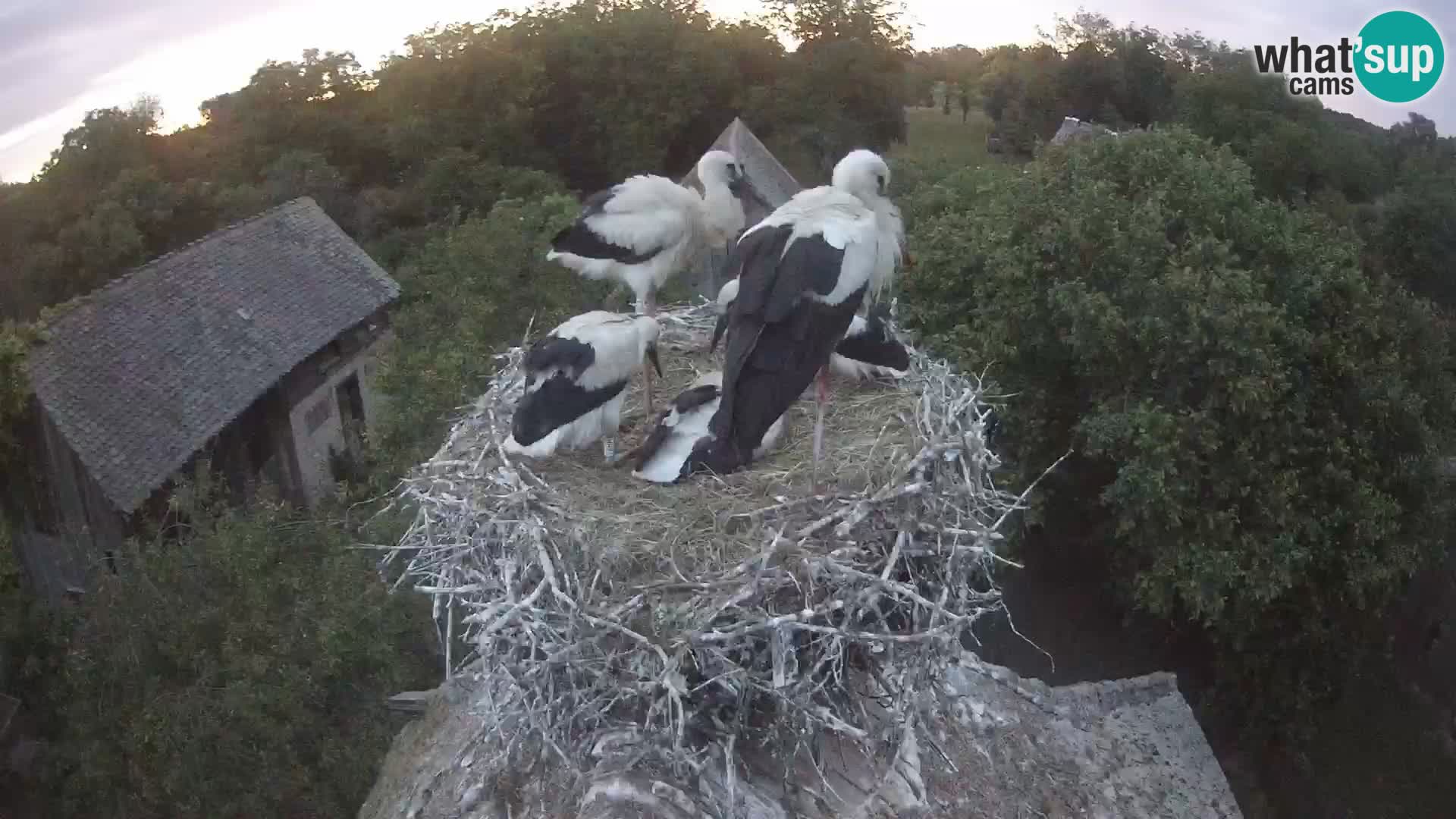 Village européen de cigognes webcam Parc naturel de Lonjsko polje