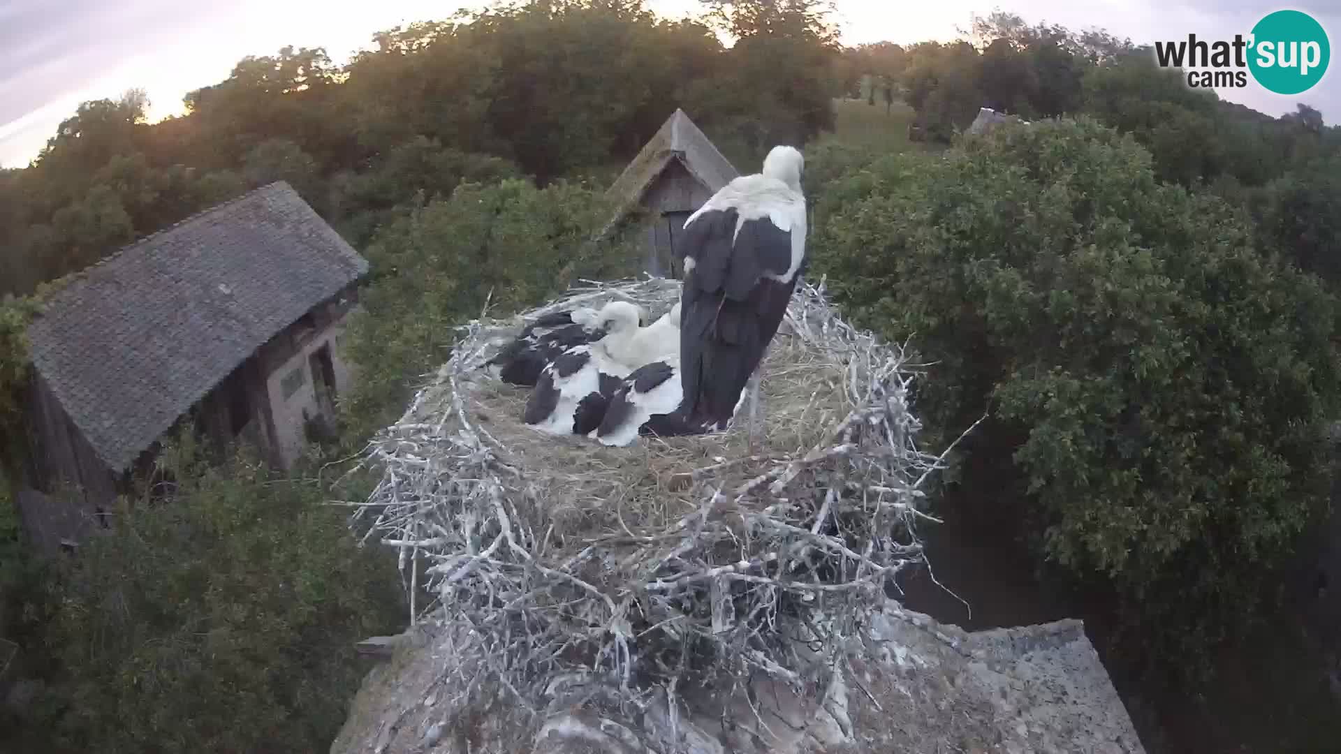 Village européen de cigognes webcam Parc naturel de Lonjsko polje