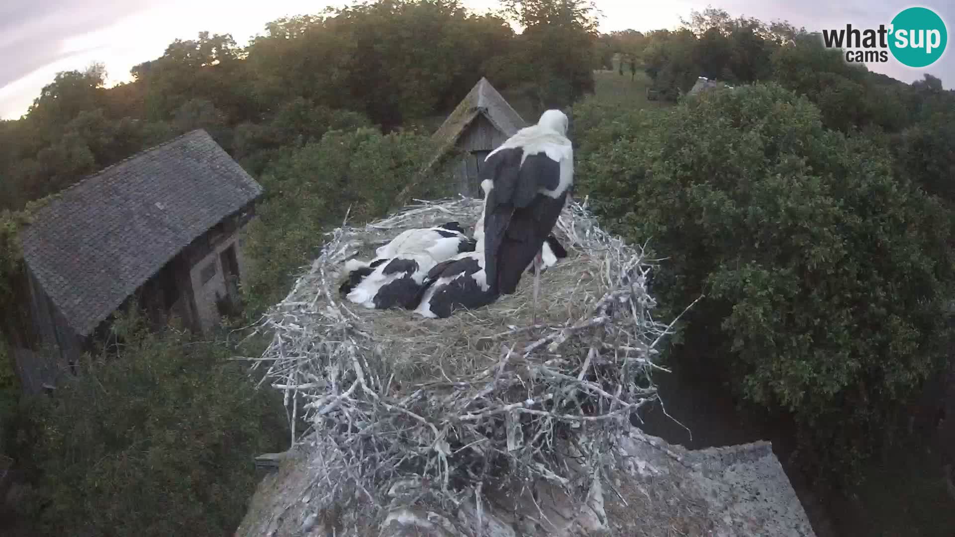 Live webcam European stork village – Lonjsko polje Nature Park