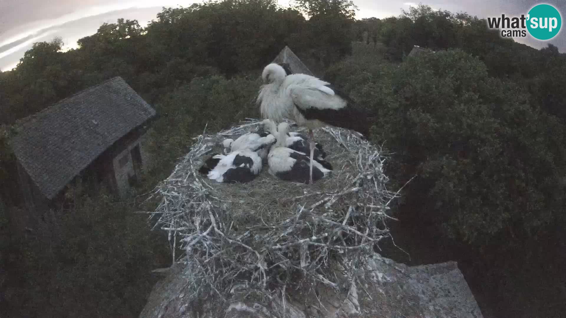 Villaggio delle cicogne europee webcam Parco naturale di Lonjsko polje