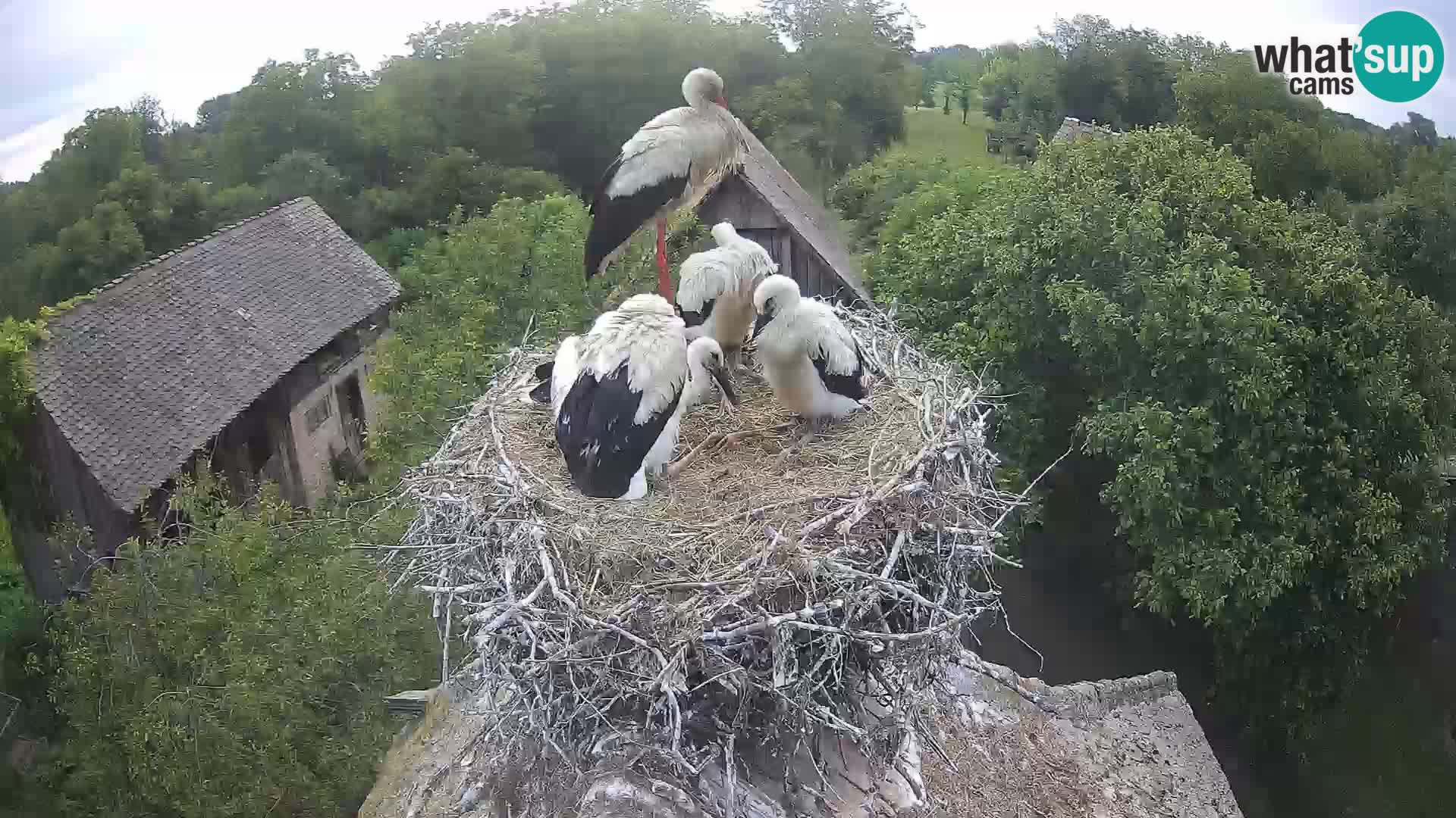 Webcam Europäisches Storchendorf – Naturpark Lonjsko polje