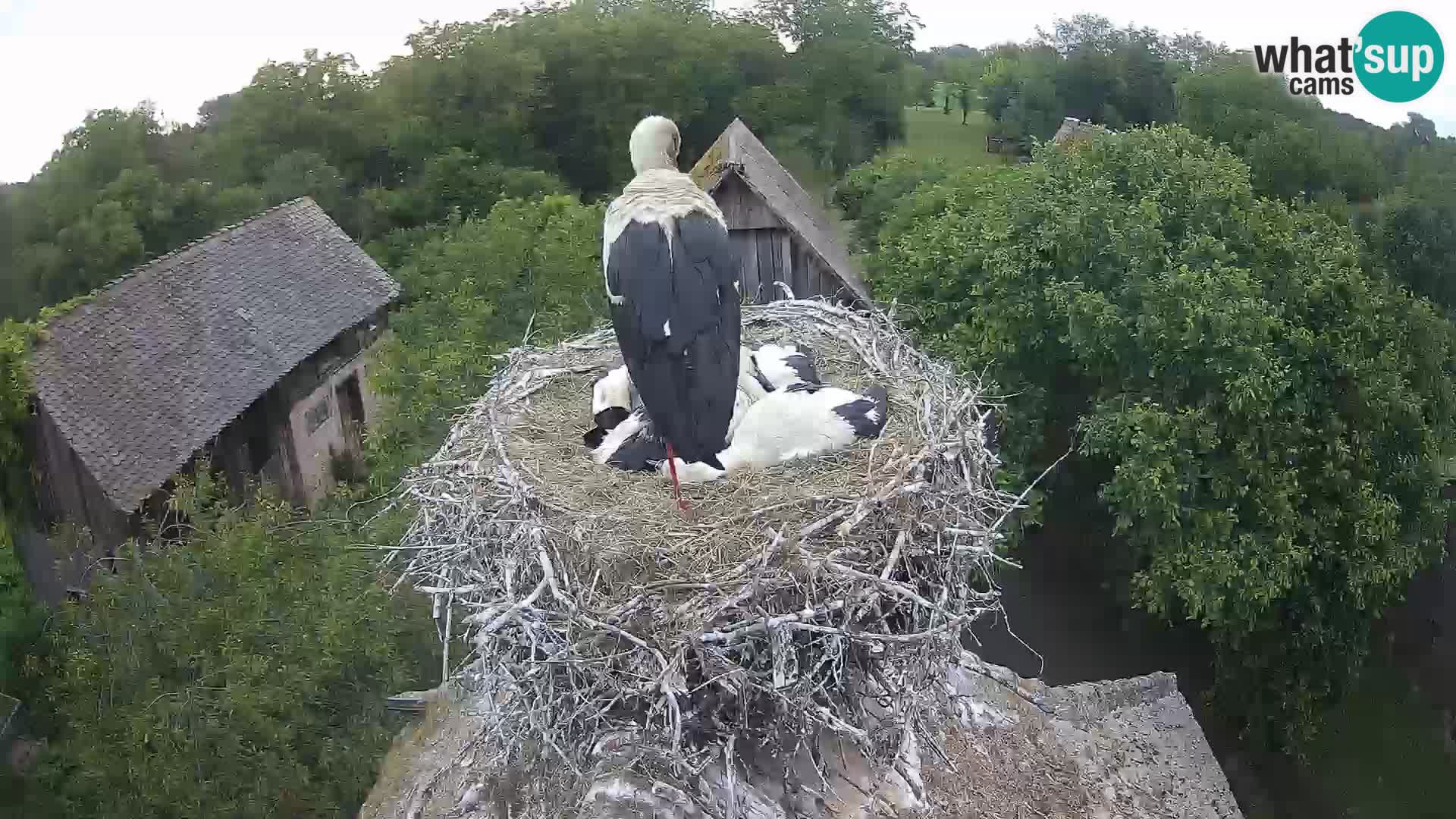 Village européen de cigognes webcam Parc naturel de Lonjsko polje