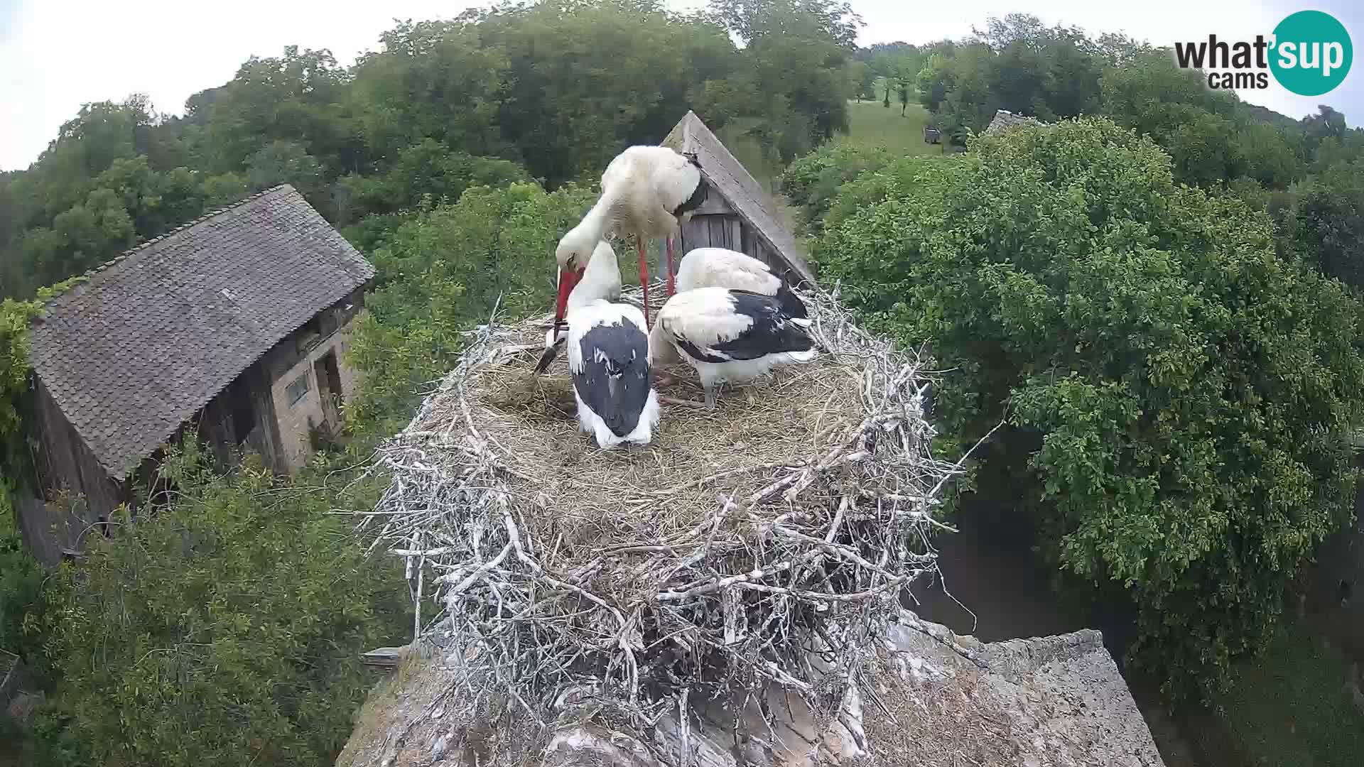 Pueblo europeo de cigüeñas camera en vivo Parque Natural Lonjsko polje