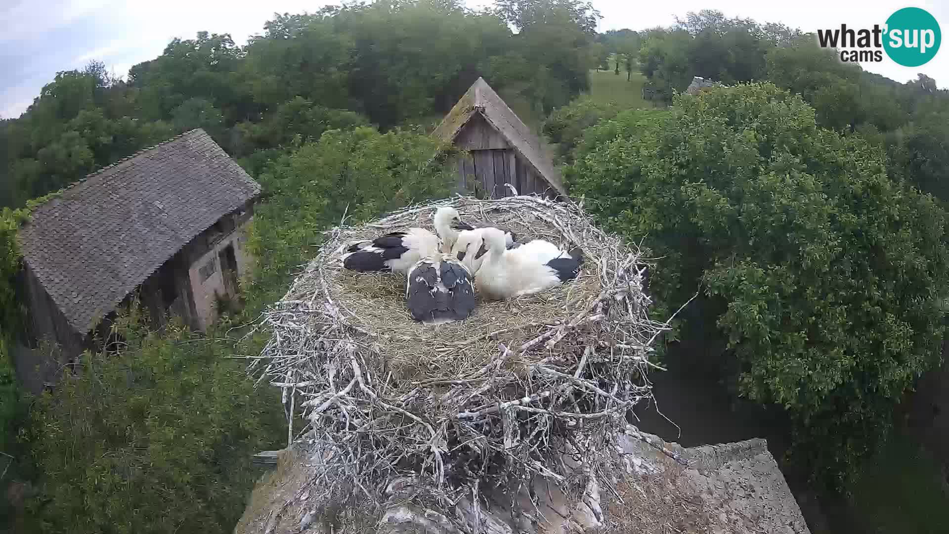 Pueblo europeo de cigüeñas camera en vivo Parque Natural Lonjsko polje