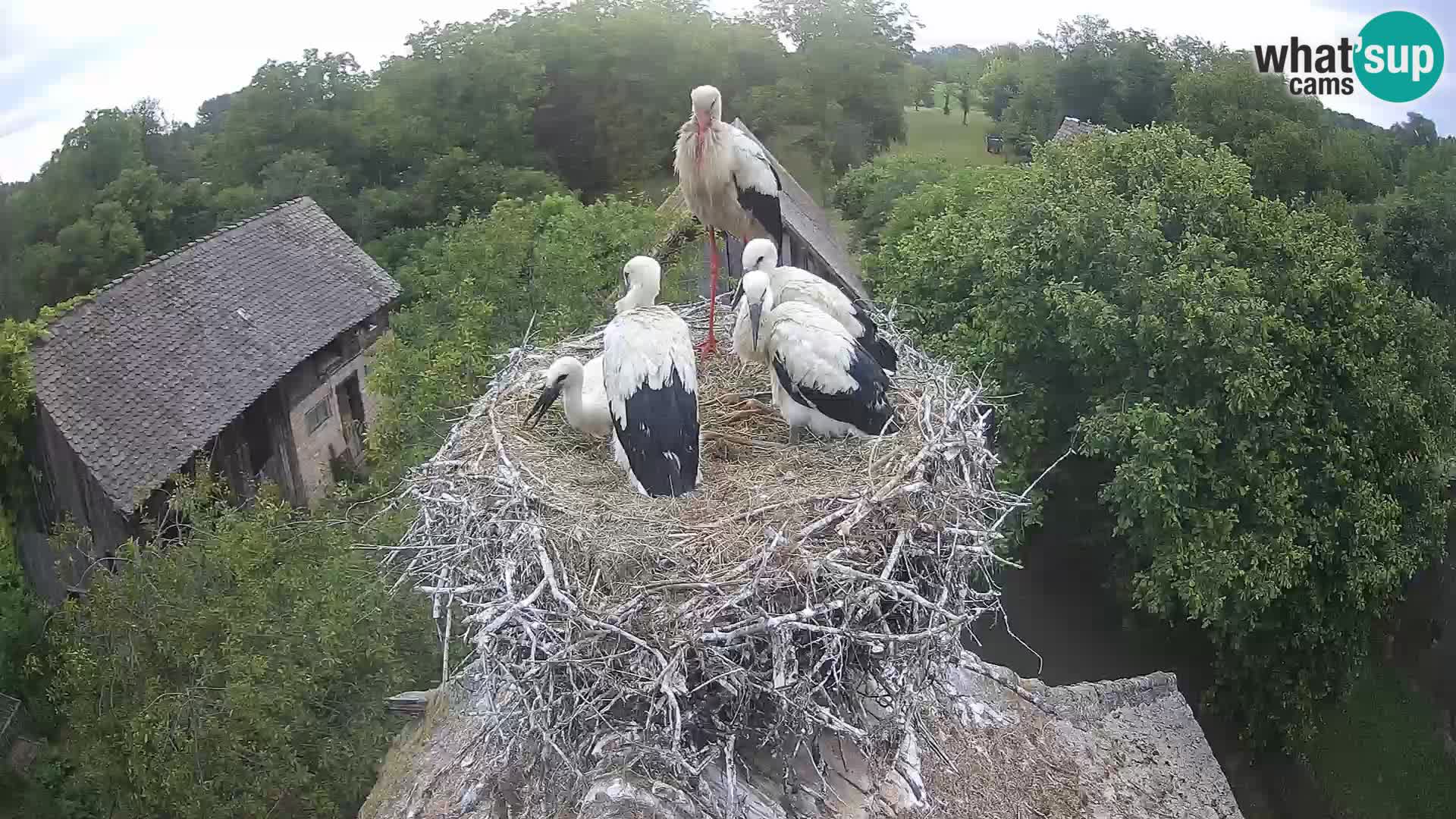 Live webcam European stork village – Lonjsko polje Nature Park