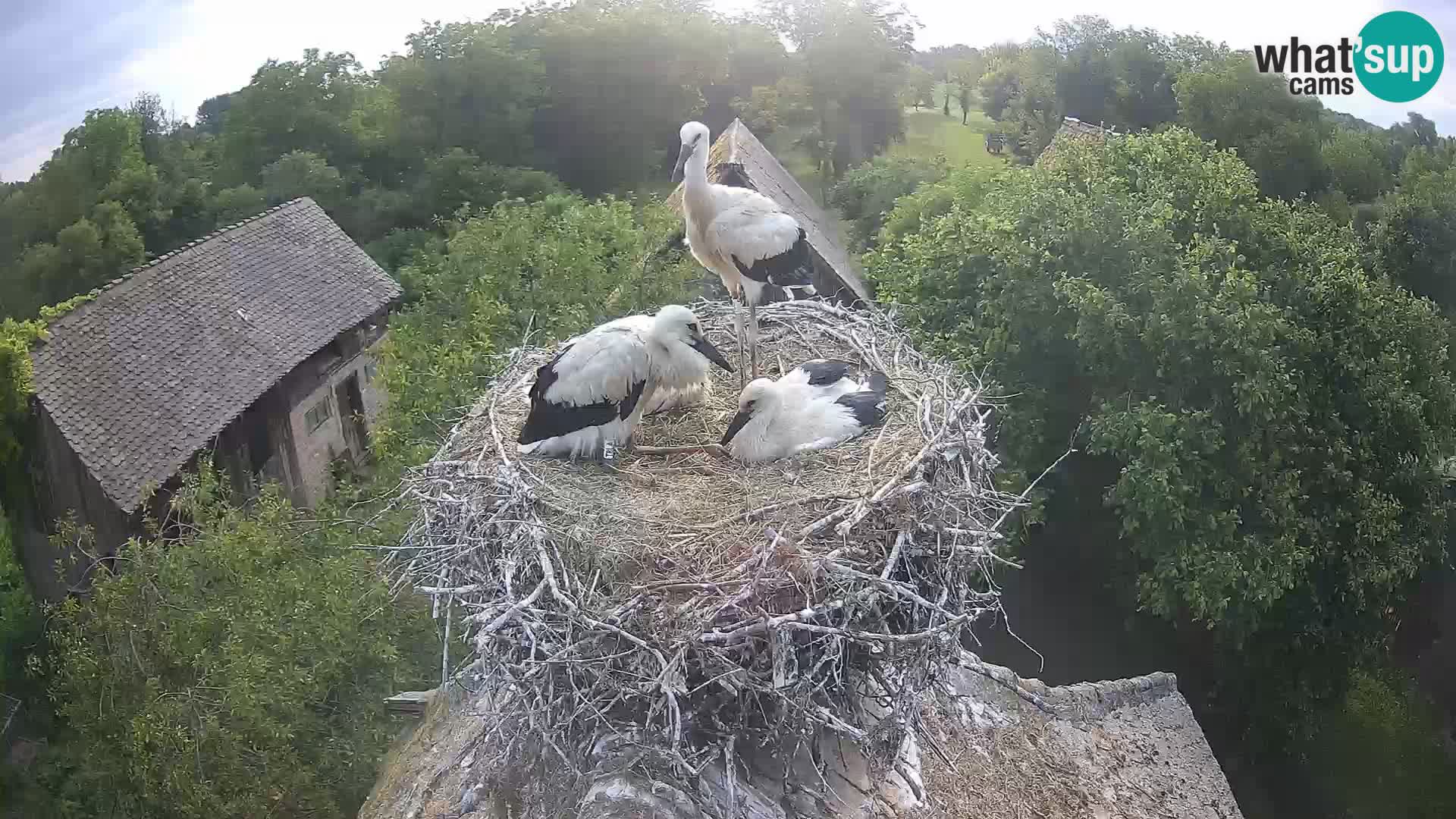Village européen de cigognes webcam Parc naturel de Lonjsko polje