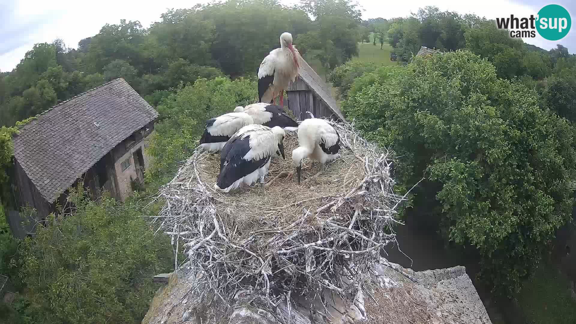 Webcam Europäisches Storchendorf – Naturpark Lonjsko polje