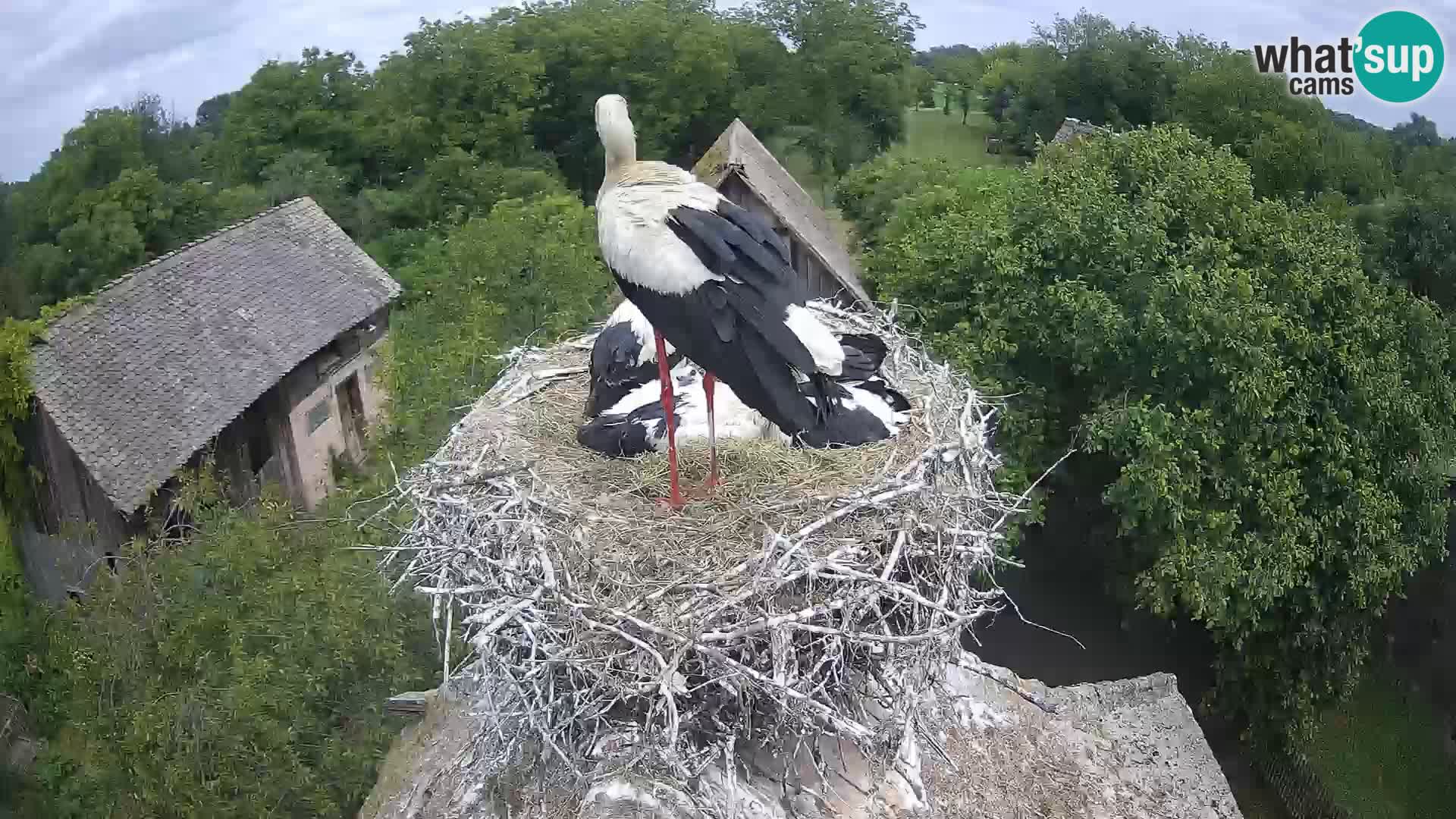 Pueblo europeo de cigüeñas camera en vivo Parque Natural Lonjsko polje