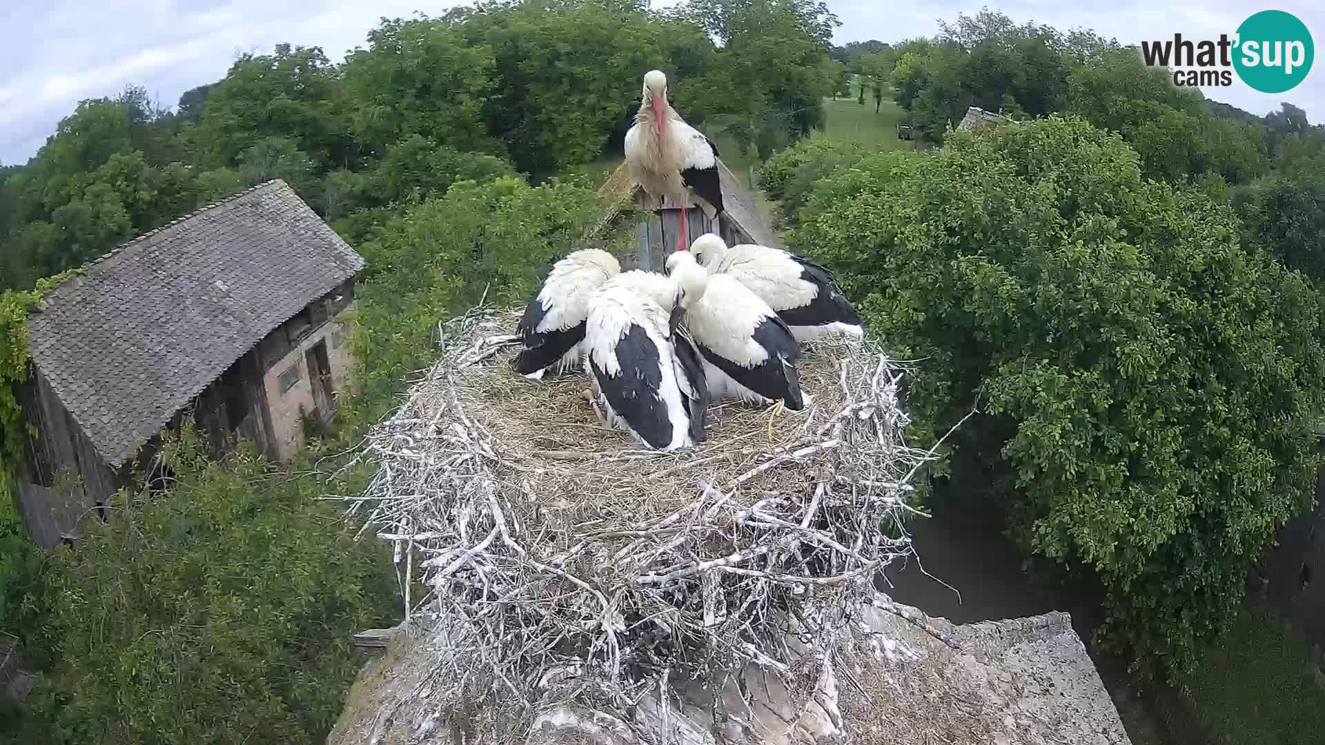 Pueblo europeo de cigüeñas camera en vivo Parque Natural Lonjsko polje