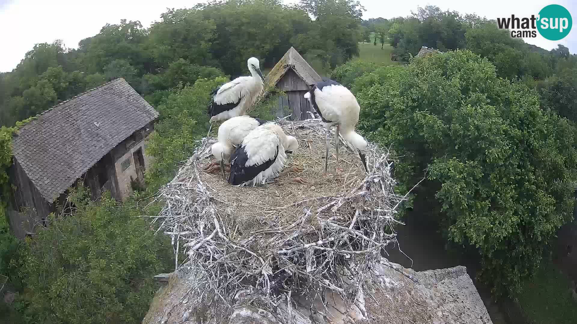 Village européen de cigognes webcam Parc naturel de Lonjsko polje