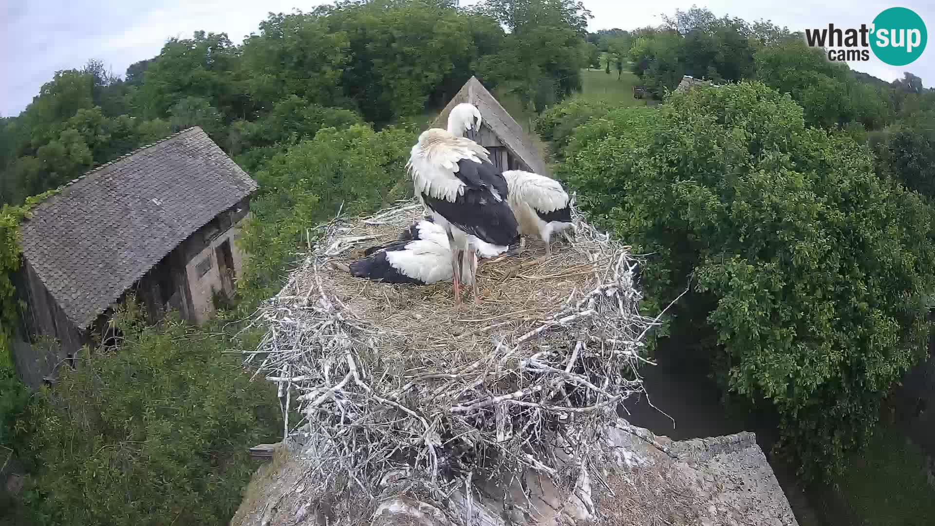 Village européen de cigognes webcam Parc naturel de Lonjsko polje