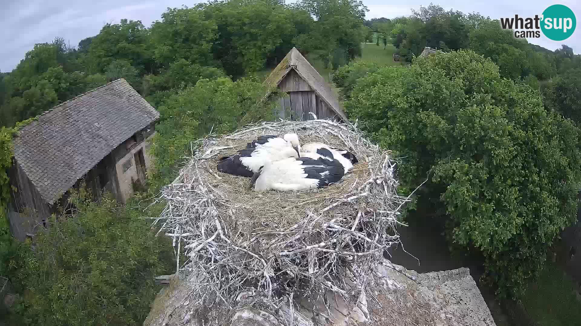 Village européen de cigognes webcam Parc naturel de Lonjsko polje