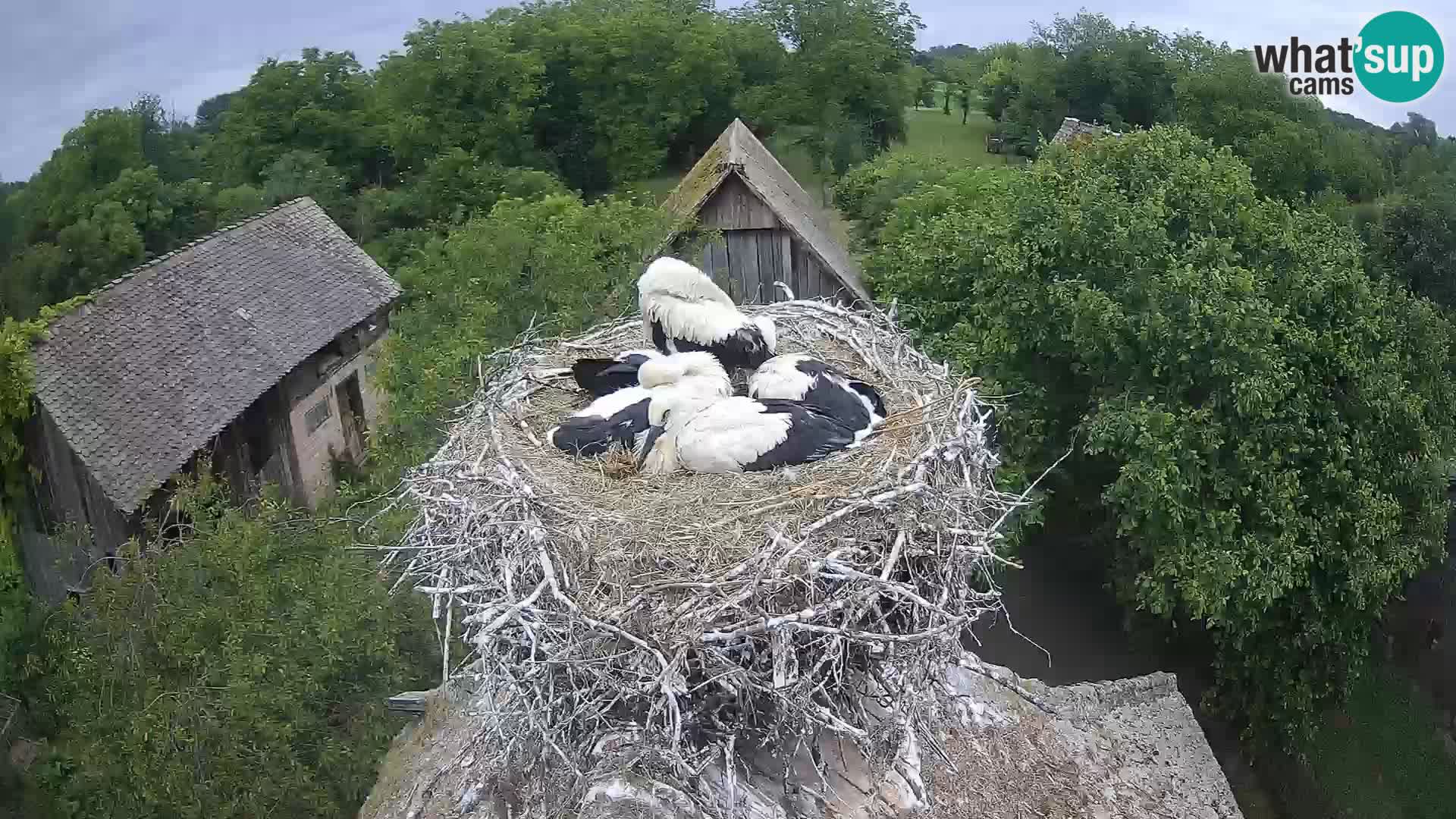 Live webcam European stork village – Lonjsko polje Nature Park