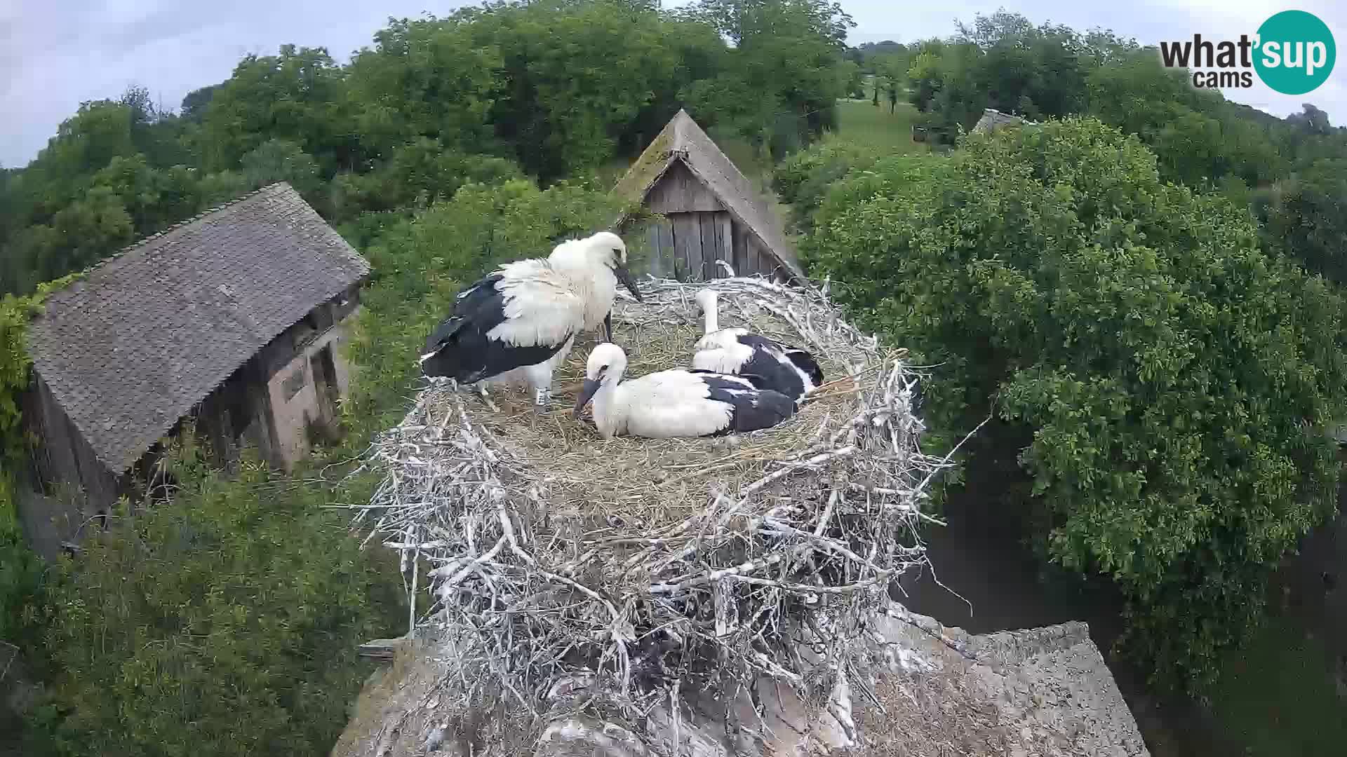 Live webcam European stork village – Lonjsko polje Nature Park