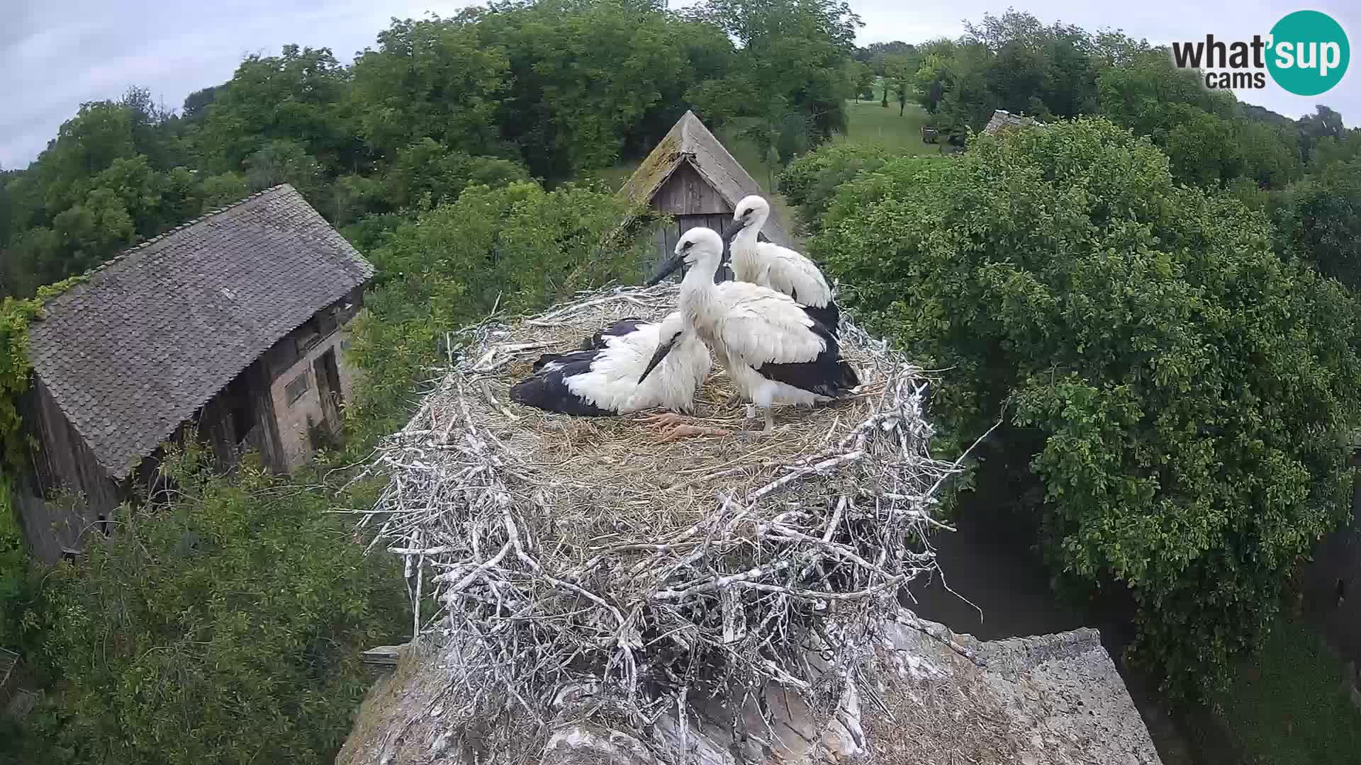 Live webcam European stork village – Lonjsko polje Nature Park