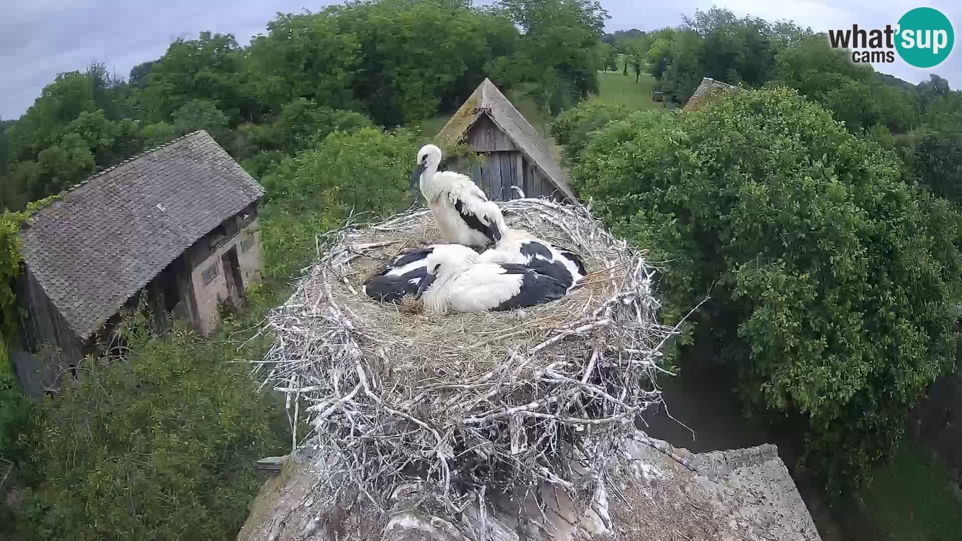 Villaggio delle cicogne europee webcam Parco naturale di Lonjsko polje