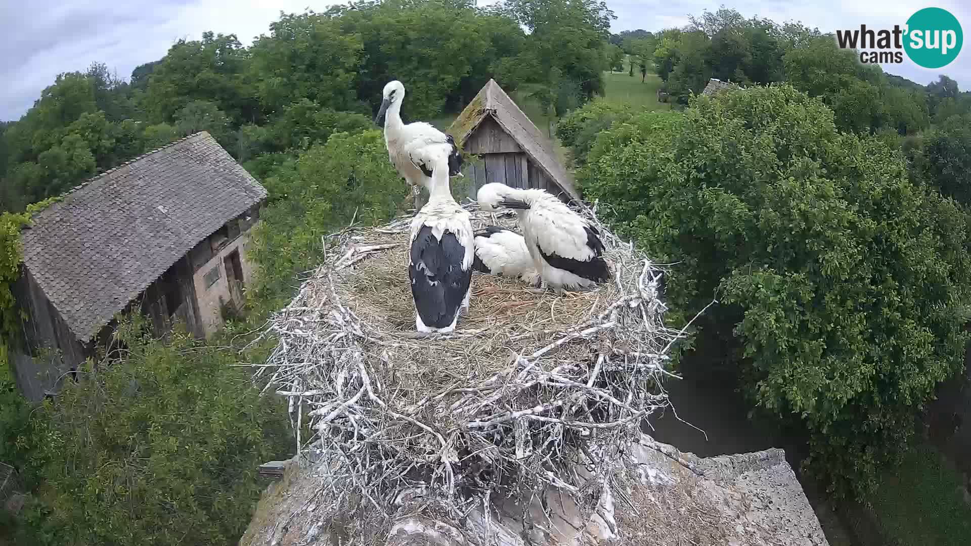 U živo Europsko selo roda – Park prirode Lonjsko polje