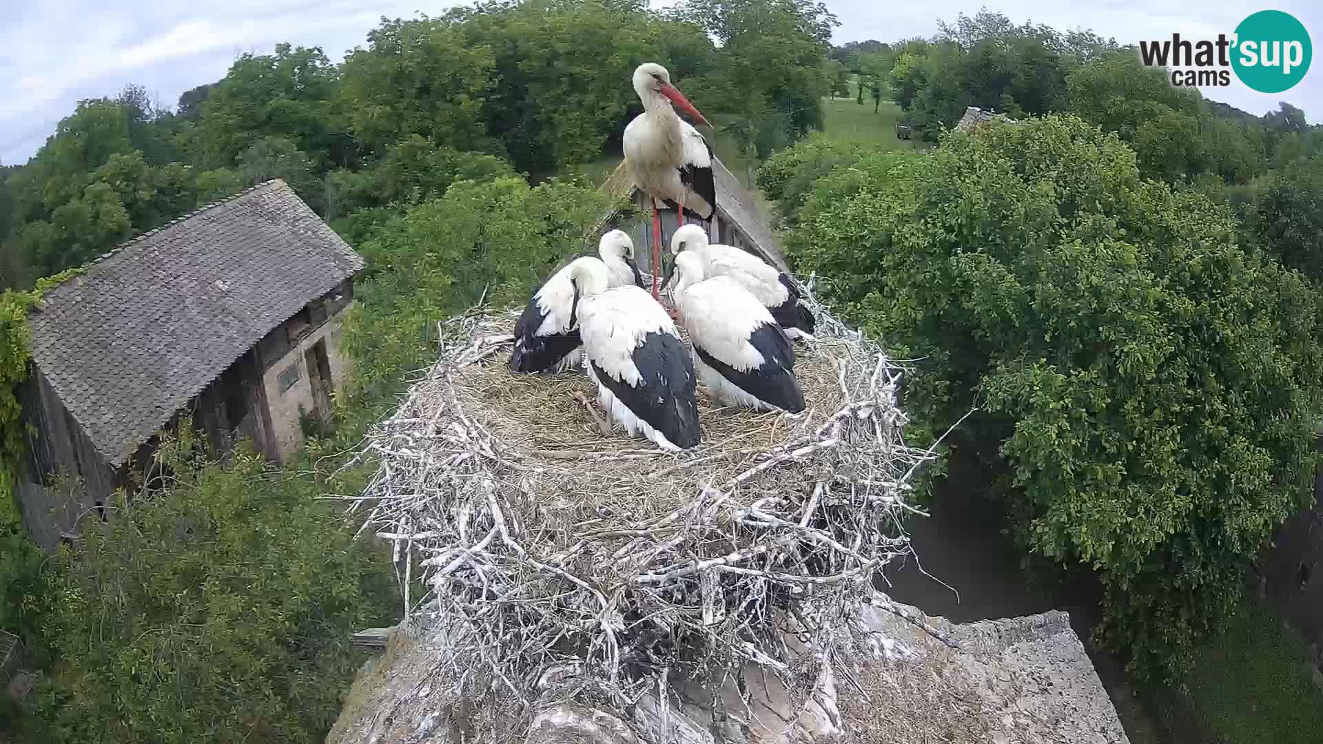 U živo Europsko selo roda – Park prirode Lonjsko polje