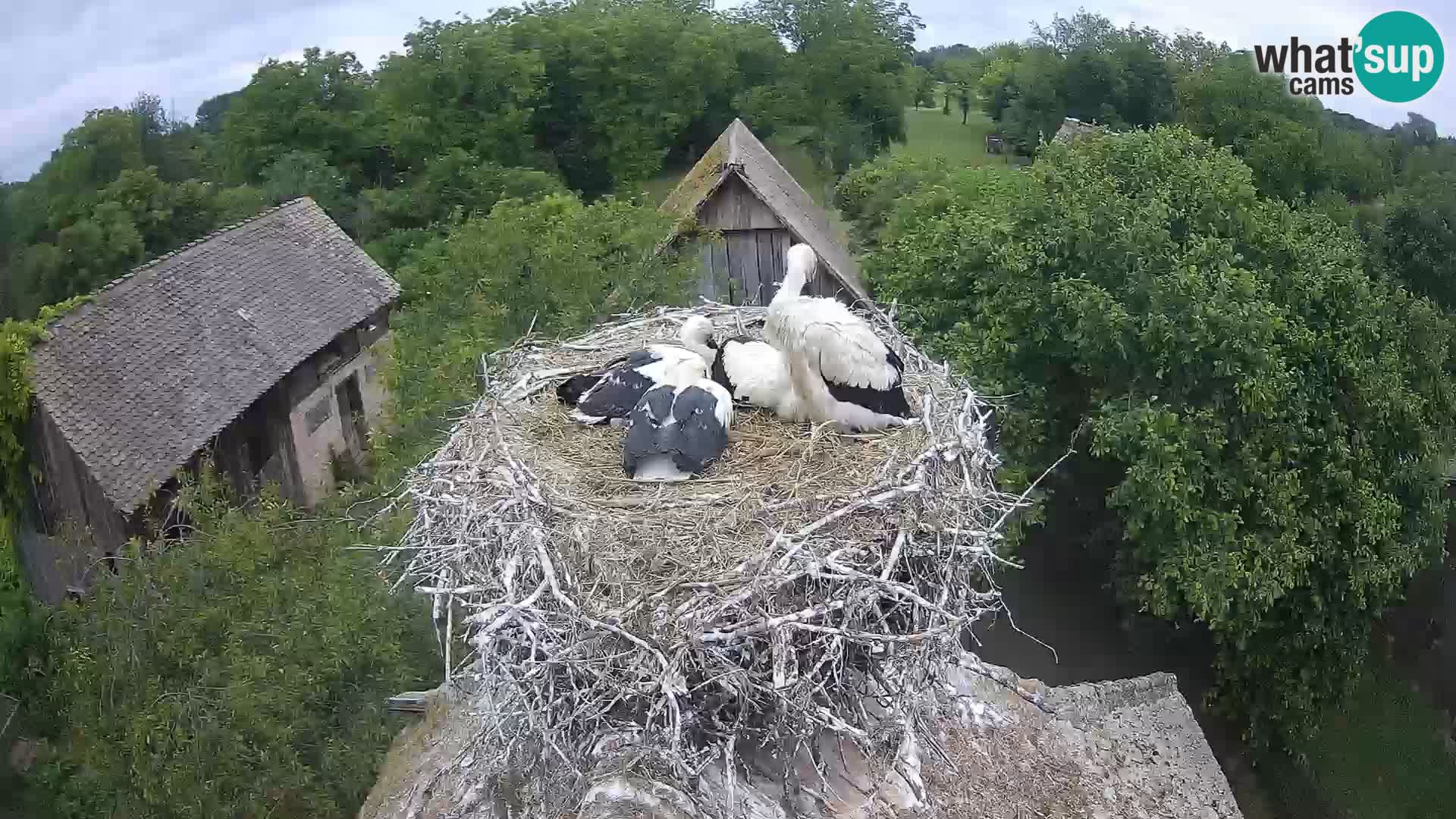 Pueblo europeo de cigüeñas camera en vivo Parque Natural Lonjsko polje