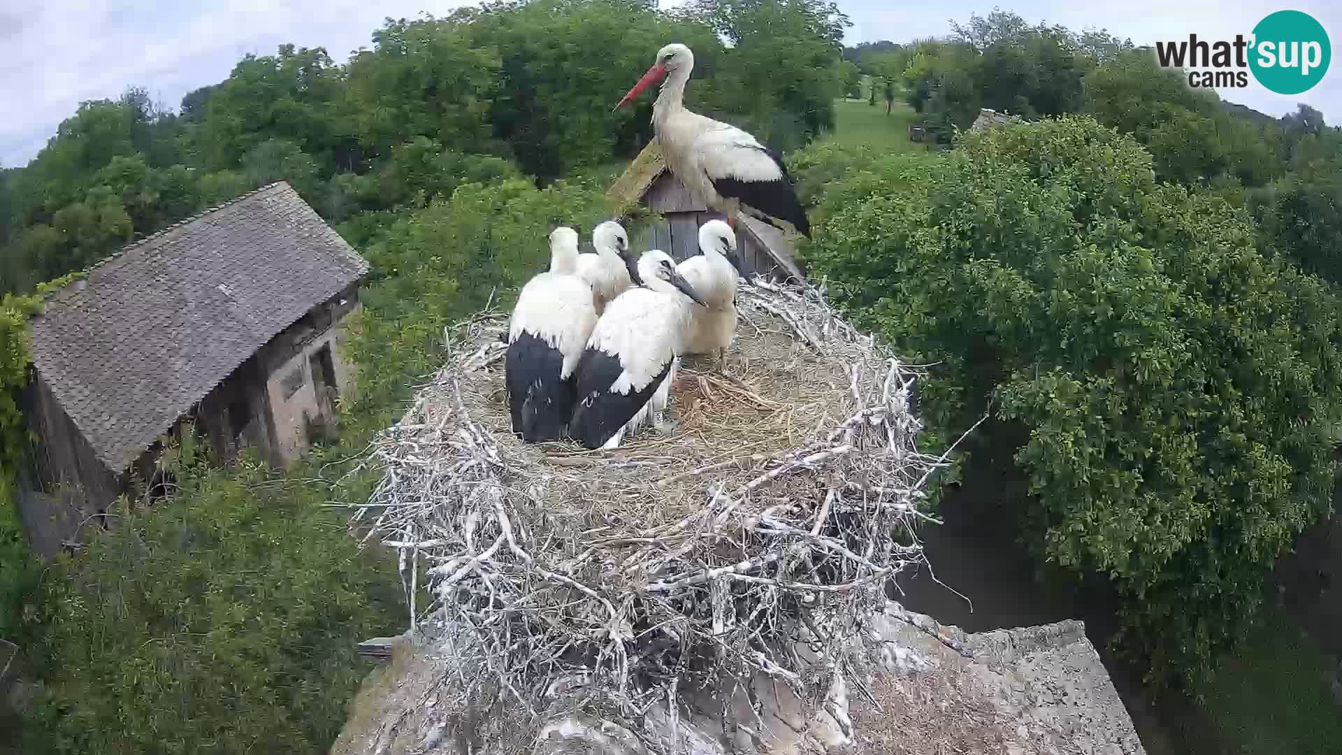 Live webcam European stork village – Lonjsko polje Nature Park