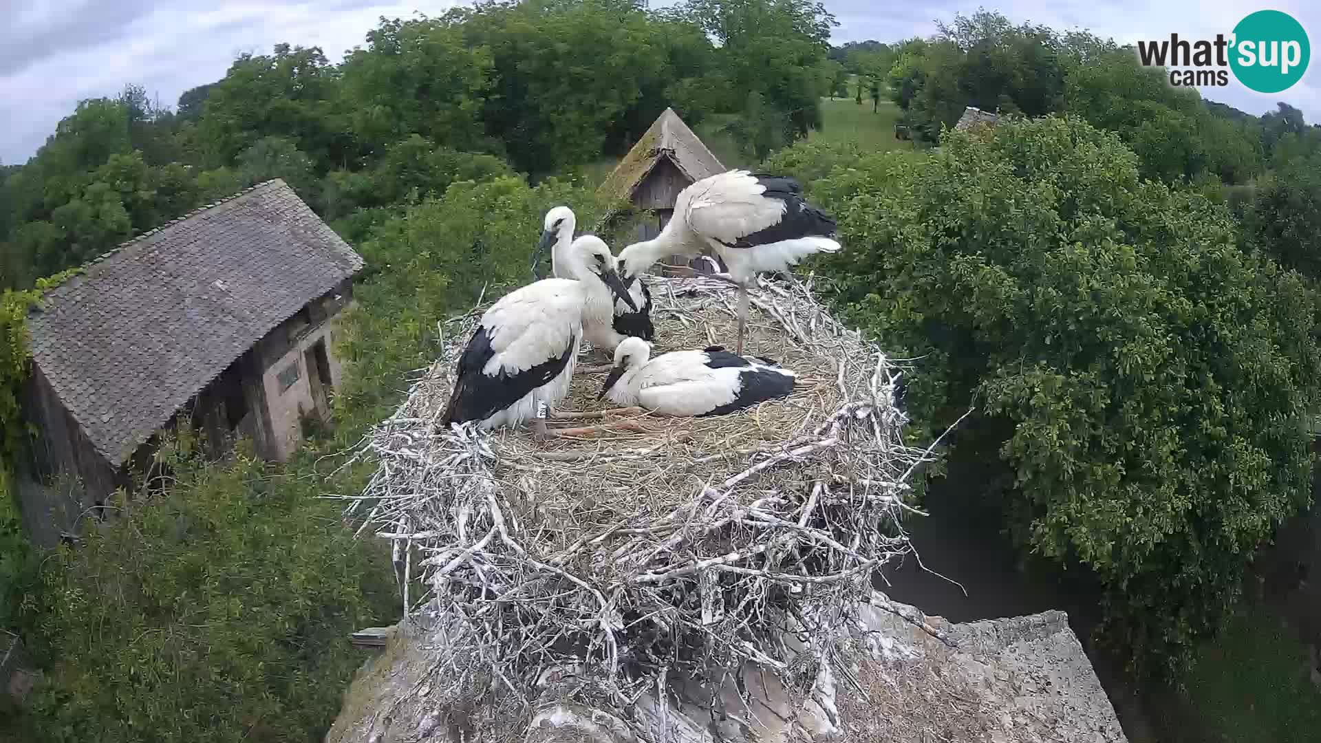 Webcam Europäisches Storchendorf – Naturpark Lonjsko polje