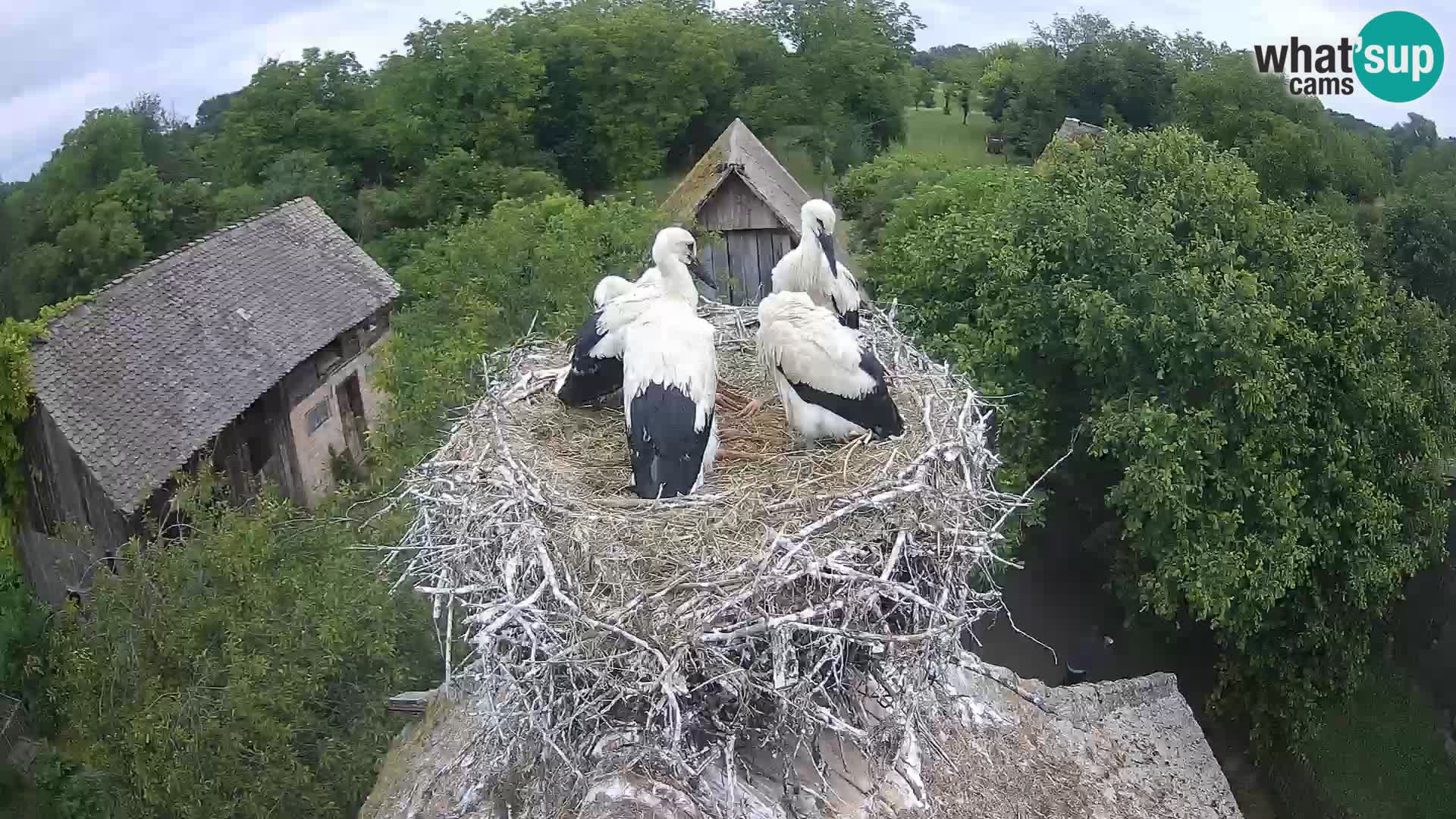 U živo Europsko selo roda – Park prirode Lonjsko polje