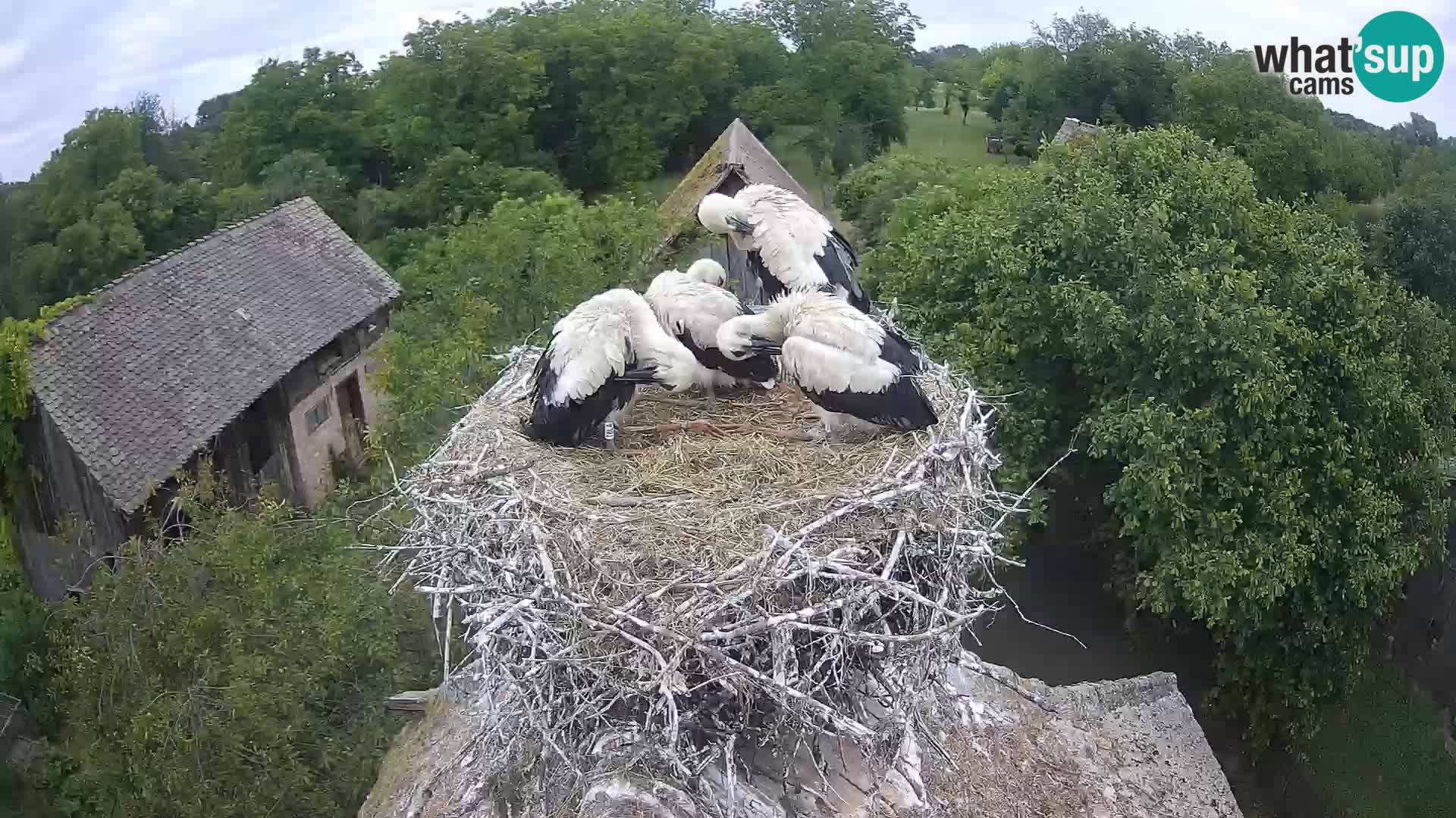Webcam Europäisches Storchendorf – Naturpark Lonjsko polje