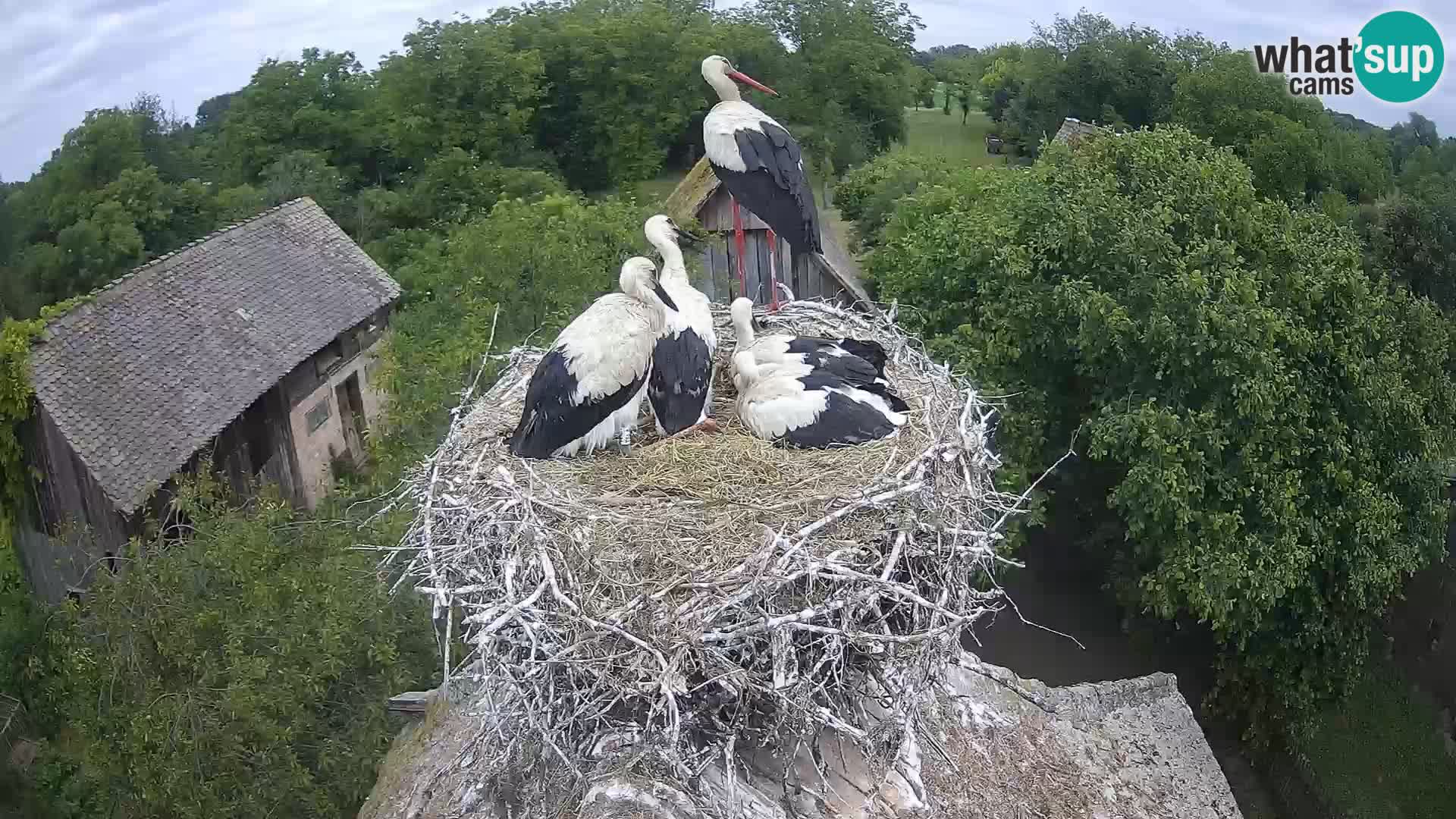 Village européen de cigognes webcam Parc naturel de Lonjsko polje