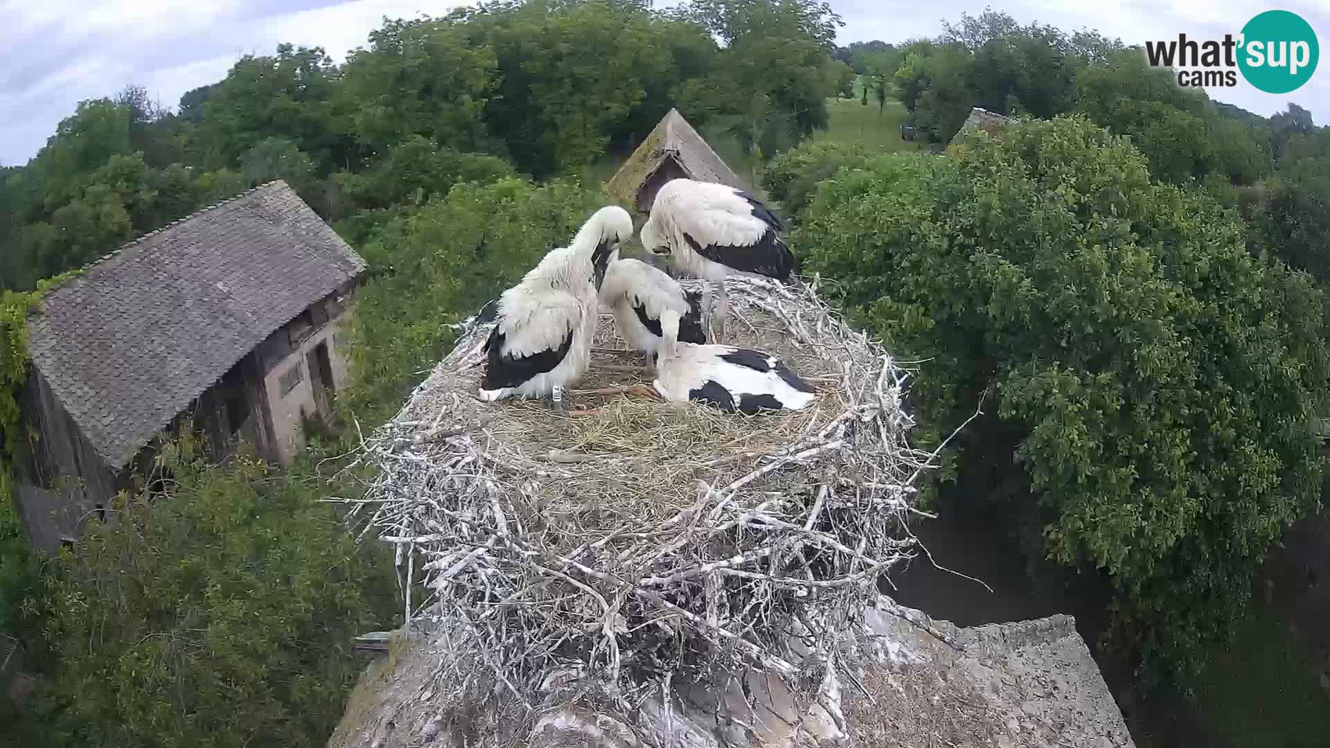 Village européen de cigognes webcam Parc naturel de Lonjsko polje
