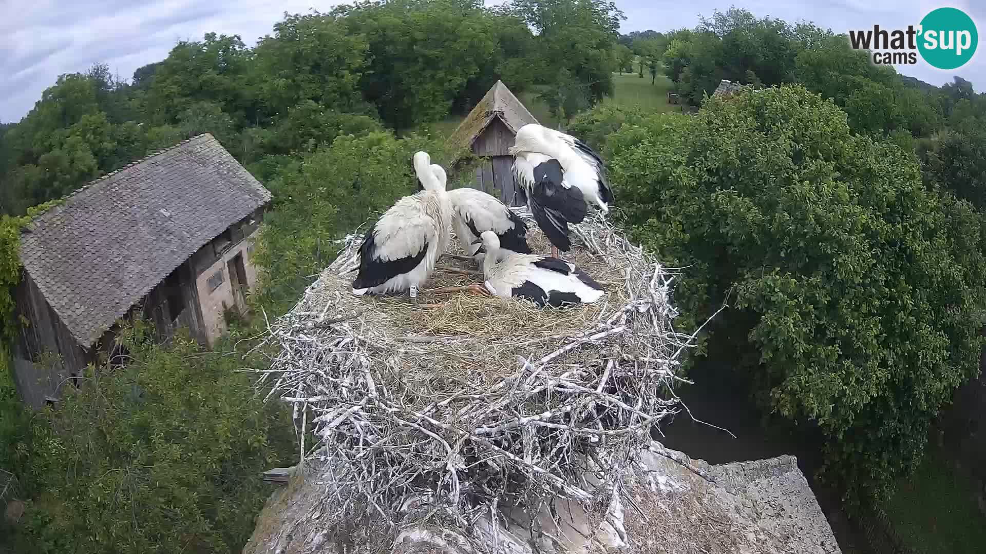 Pueblo europeo de cigüeñas camera en vivo Parque Natural Lonjsko polje