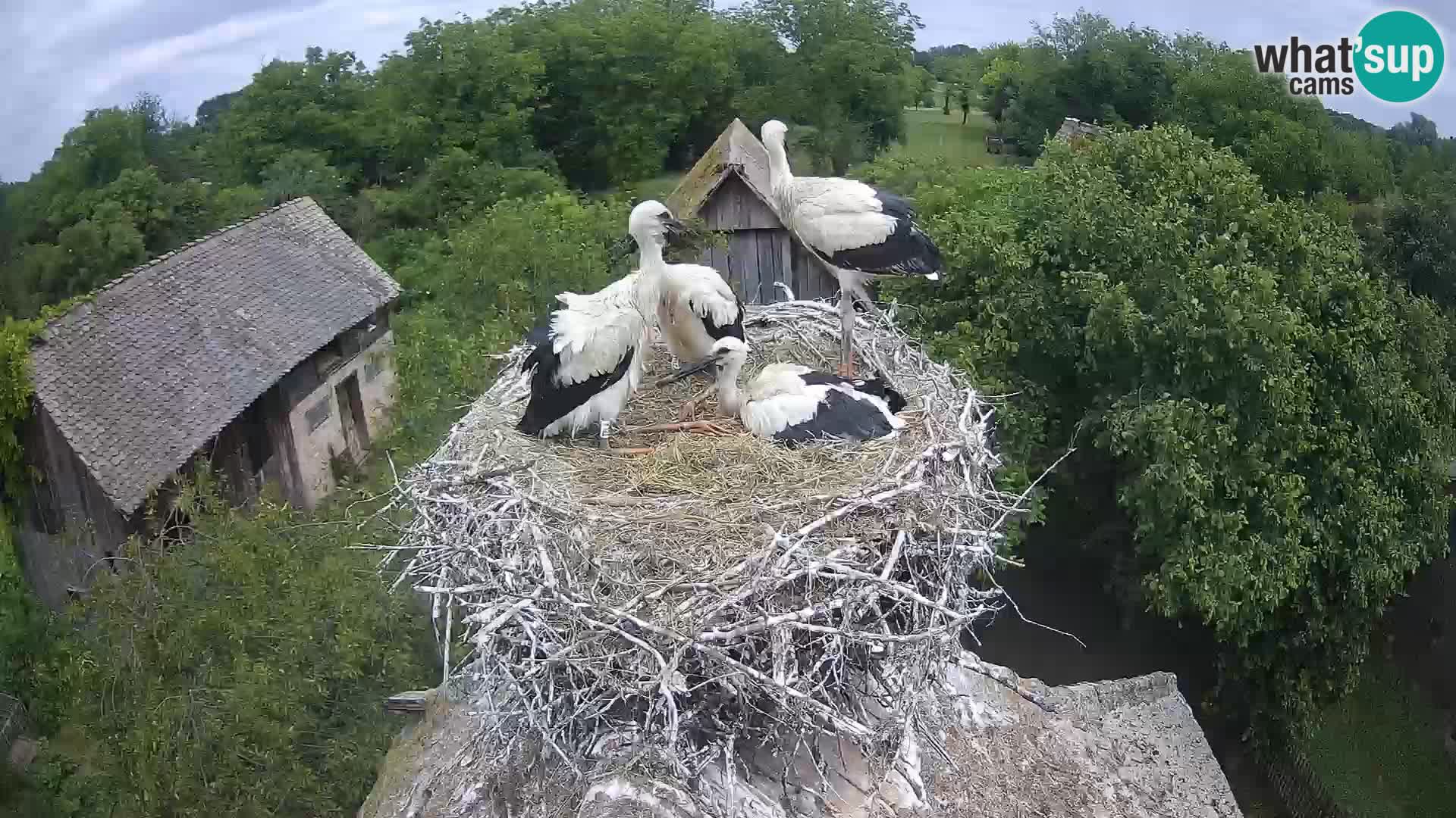 U živo Europsko selo roda – Park prirode Lonjsko polje