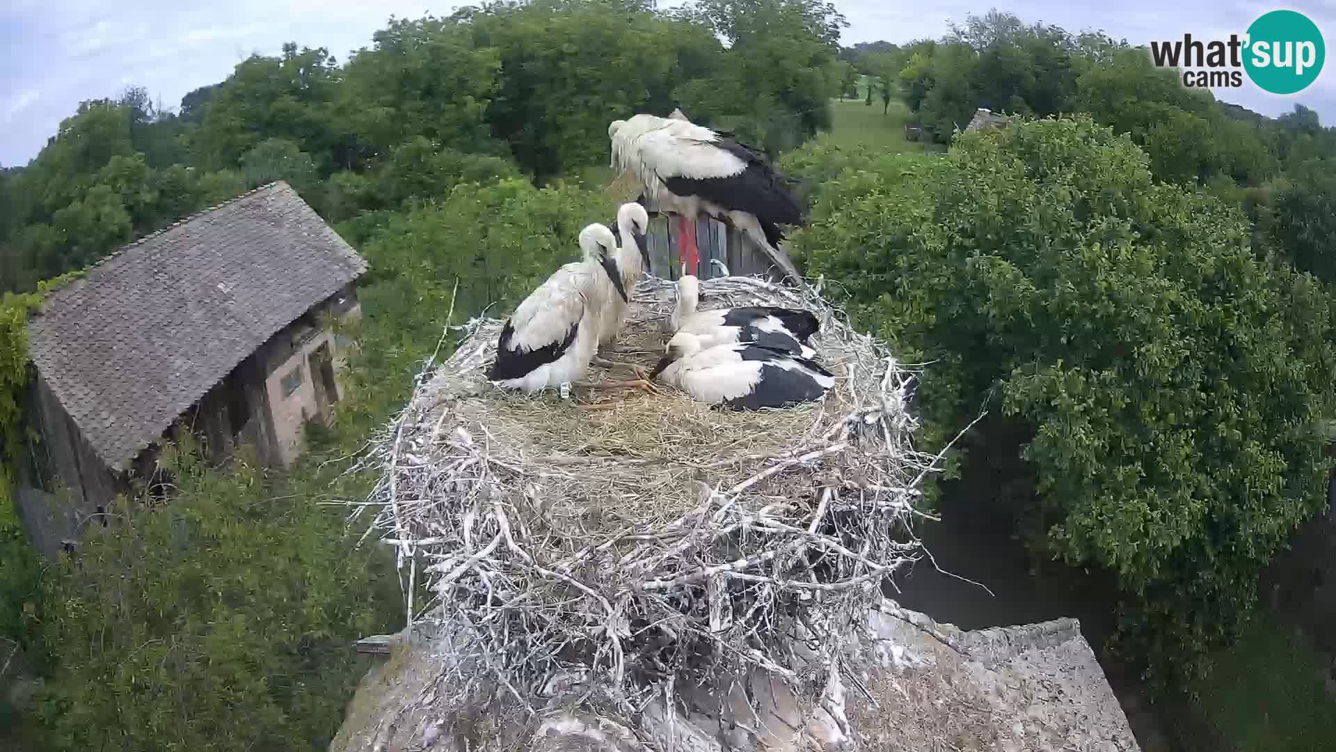 Villaggio delle cicogne europee webcam Parco naturale di Lonjsko polje