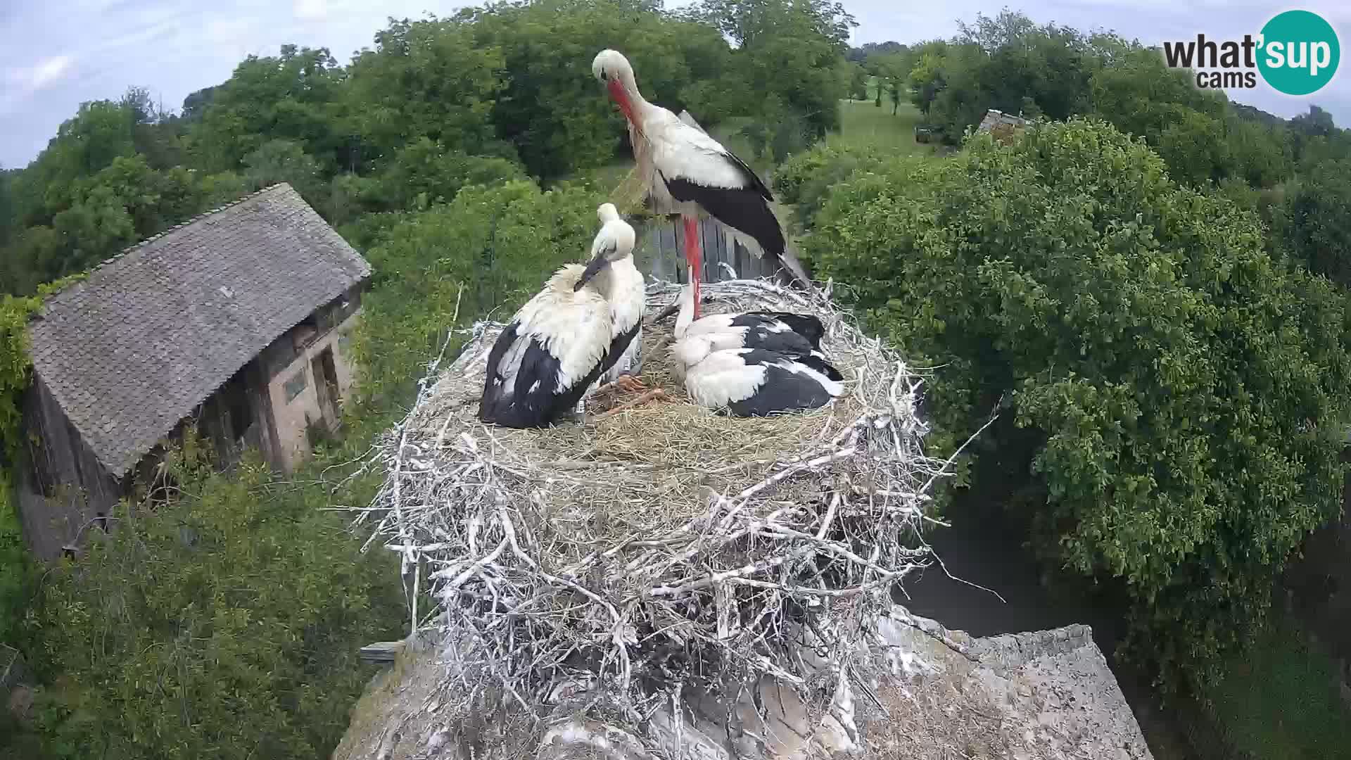 U živo Europsko selo roda – Park prirode Lonjsko polje