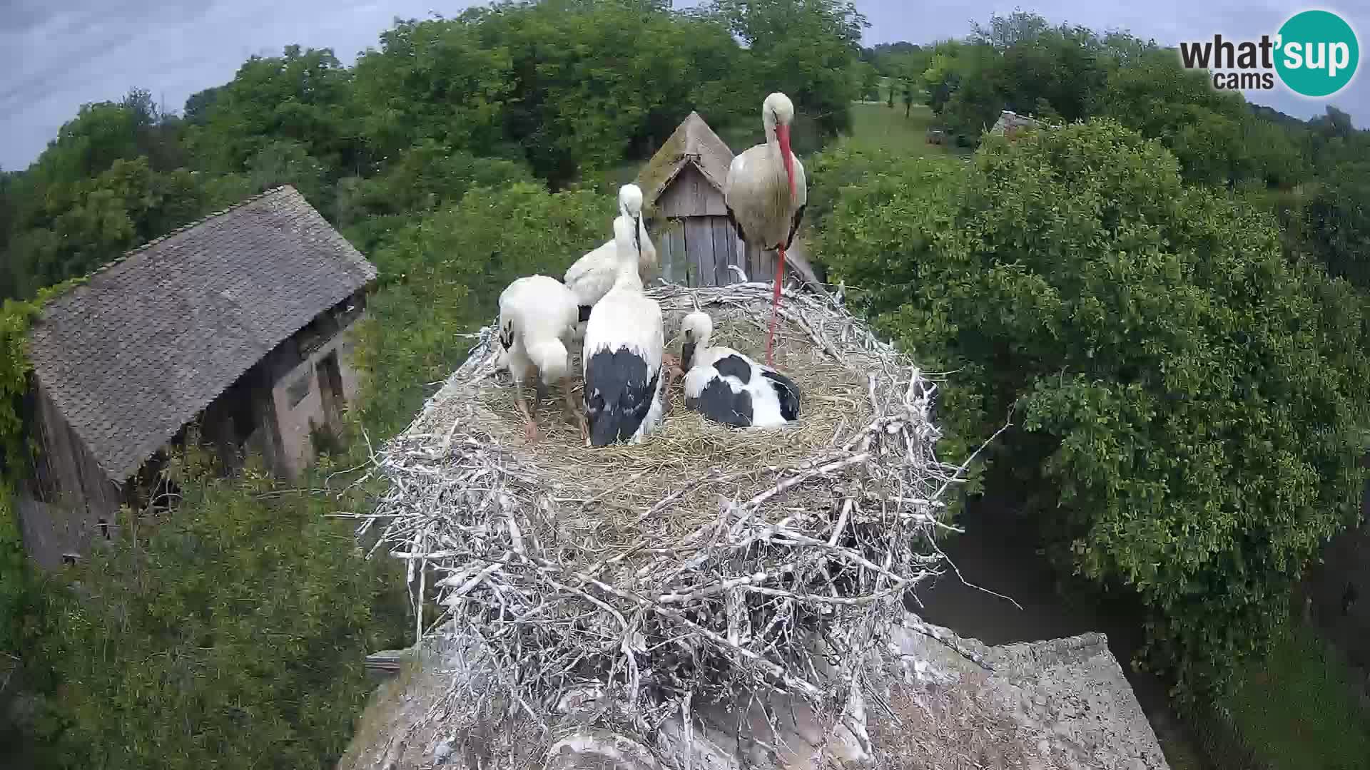 Live webcam European stork village – Lonjsko polje Nature Park