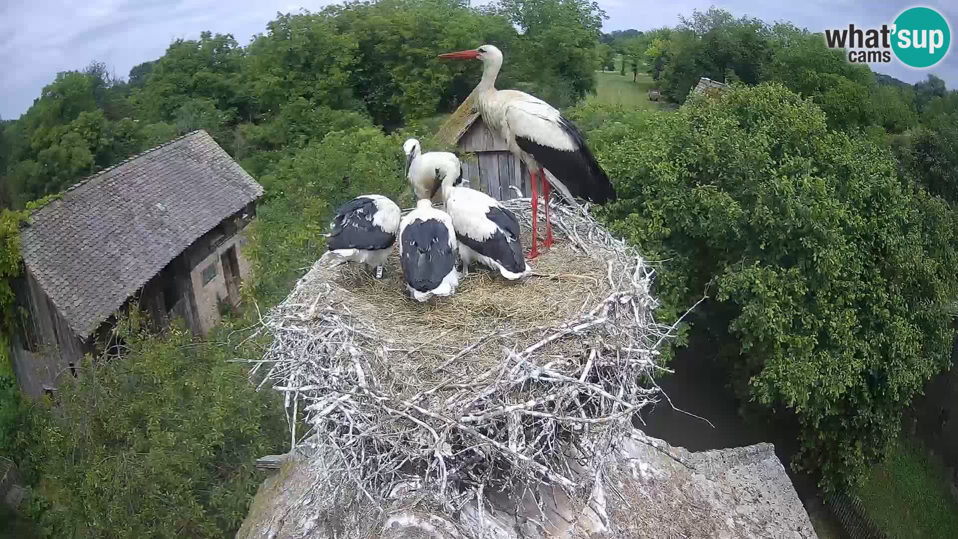 U živo Europsko selo roda – Park prirode Lonjsko polje