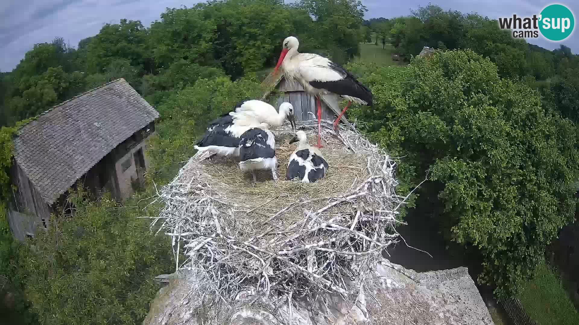 Villaggio delle cicogne europee webcam Parco naturale di Lonjsko polje