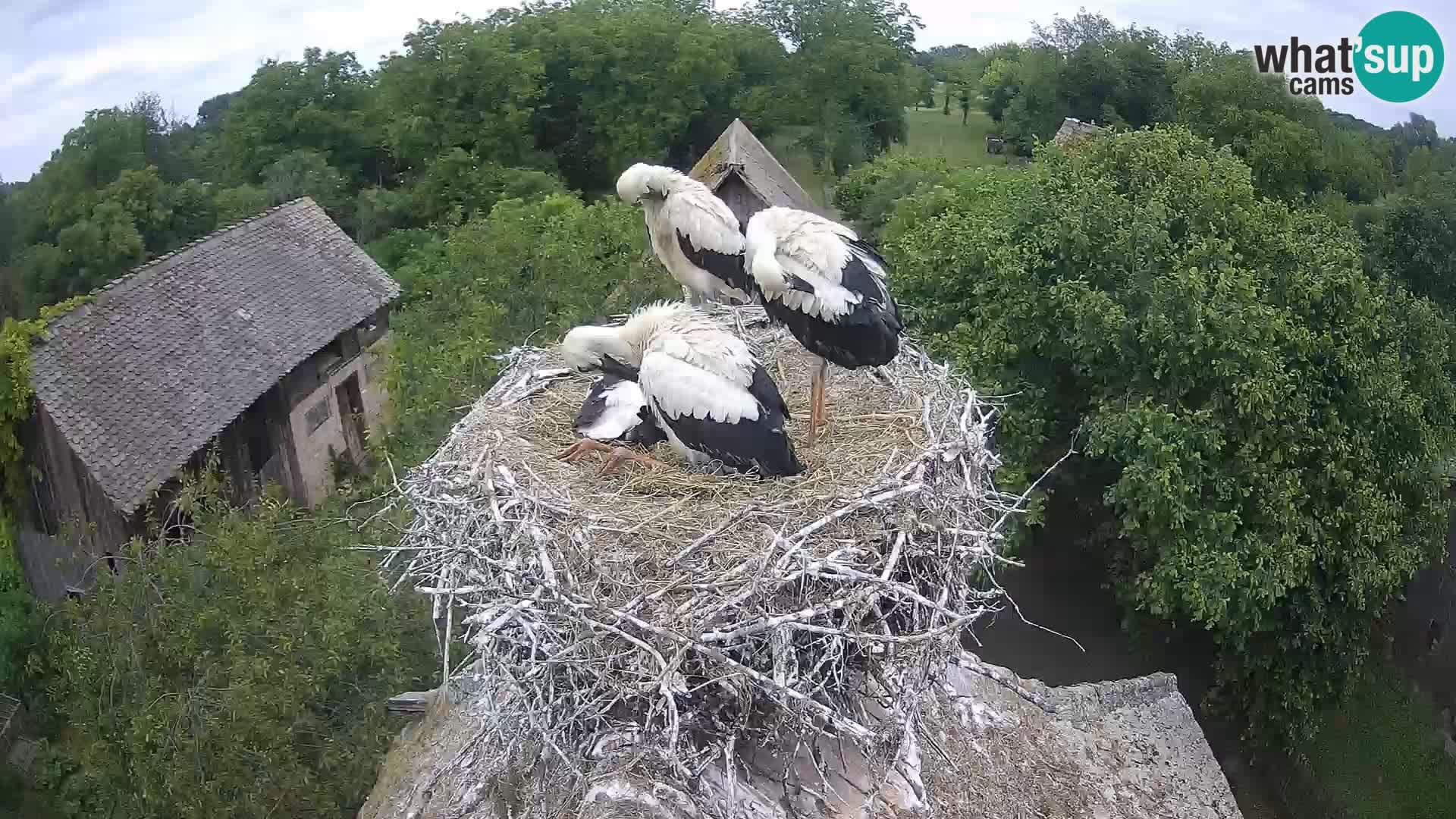Live webcam European stork village – Lonjsko polje Nature Park