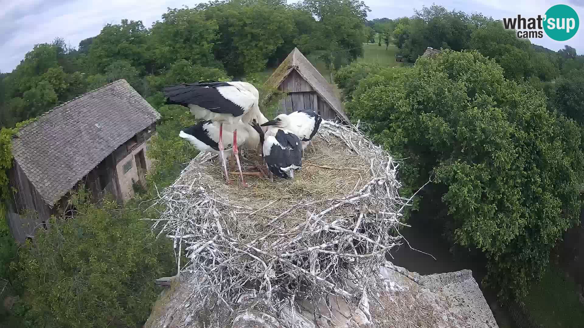 Live webcam European stork village – Lonjsko polje Nature Park