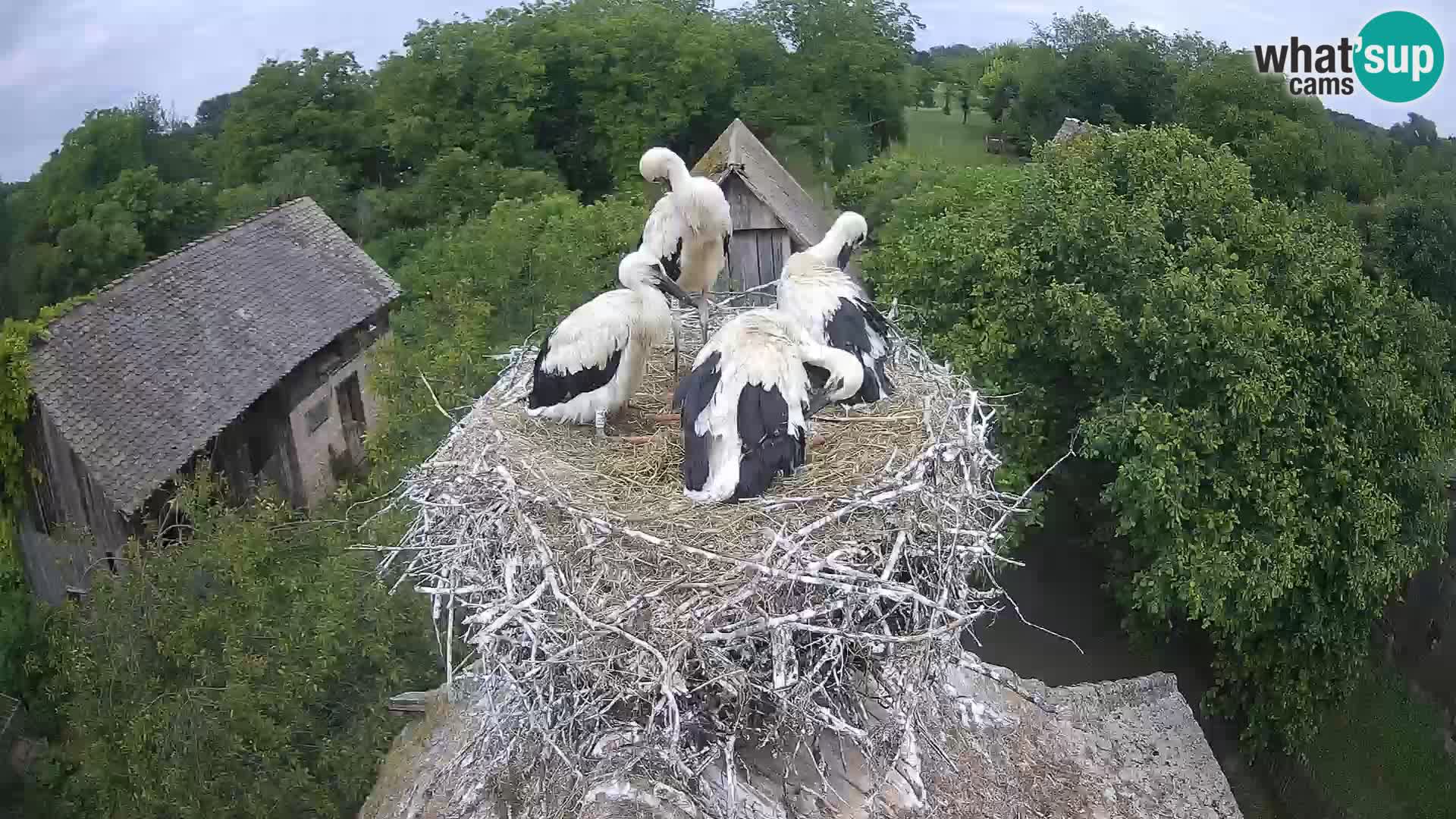 Live webcam European stork village – Lonjsko polje Nature Park