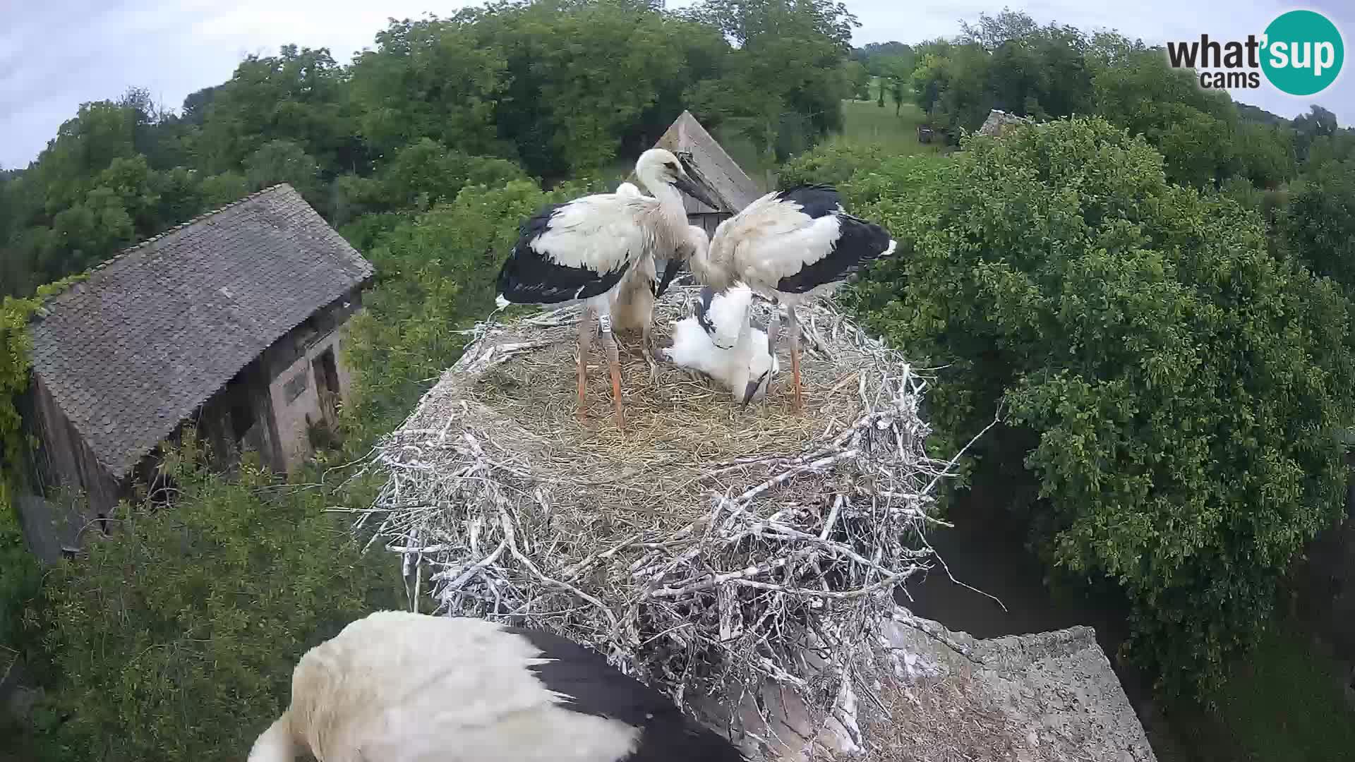 Live webcam European stork village – Lonjsko polje Nature Park