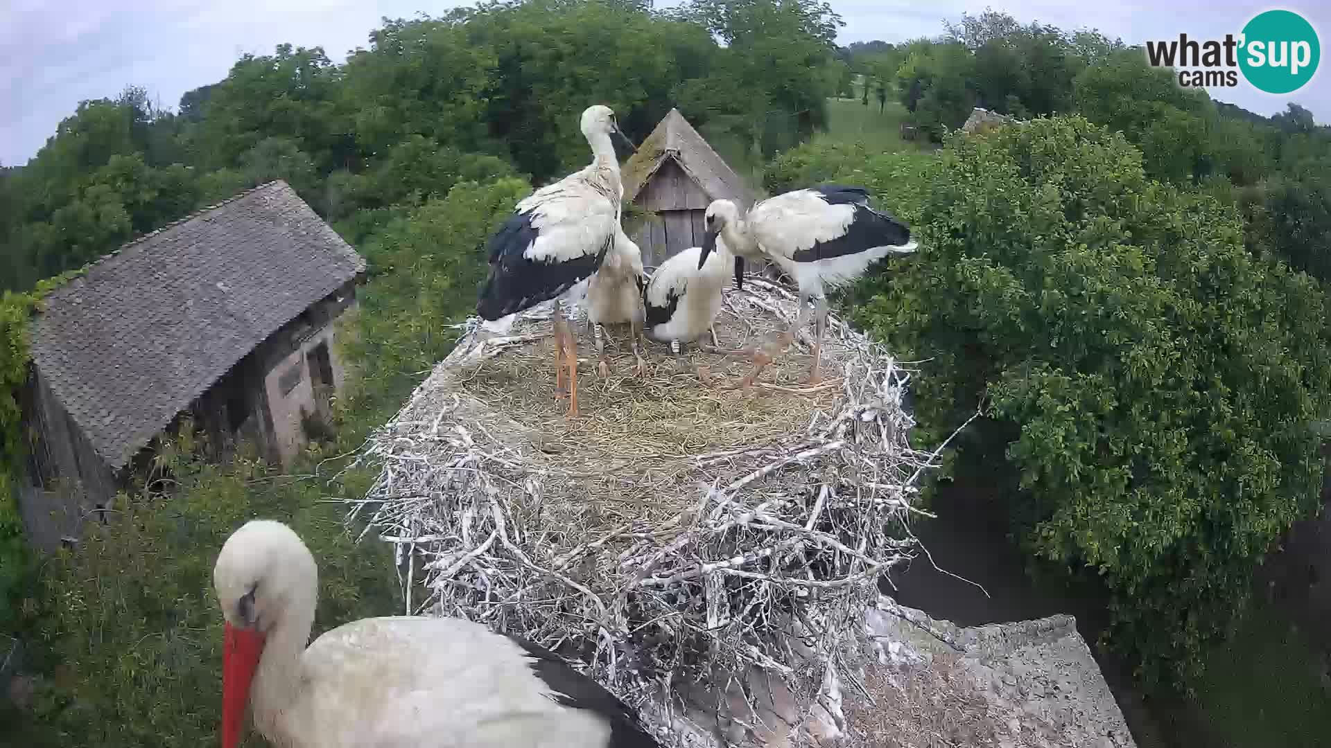 Live webcam European stork village – Lonjsko polje Nature Park